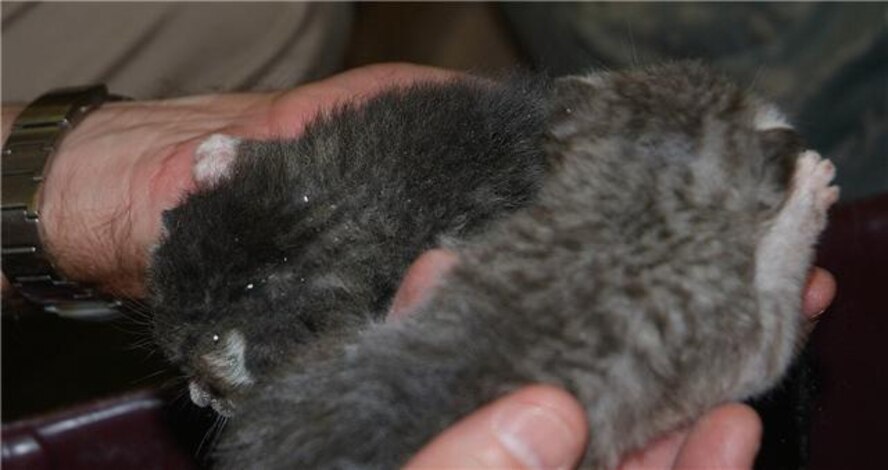 HURLBURT FIELD, Fla. -- Master Sgt. Mark Young holds two days-old kittens he rescued June 22 from inside a wall in Bldg. 90005. Members of the 505th Command and Control Wing cared for the litter of four until they were turned over June 23 to a wildlife refuge until they can be adopted. (U.S. Air Force Photo/Keith Keel) 
