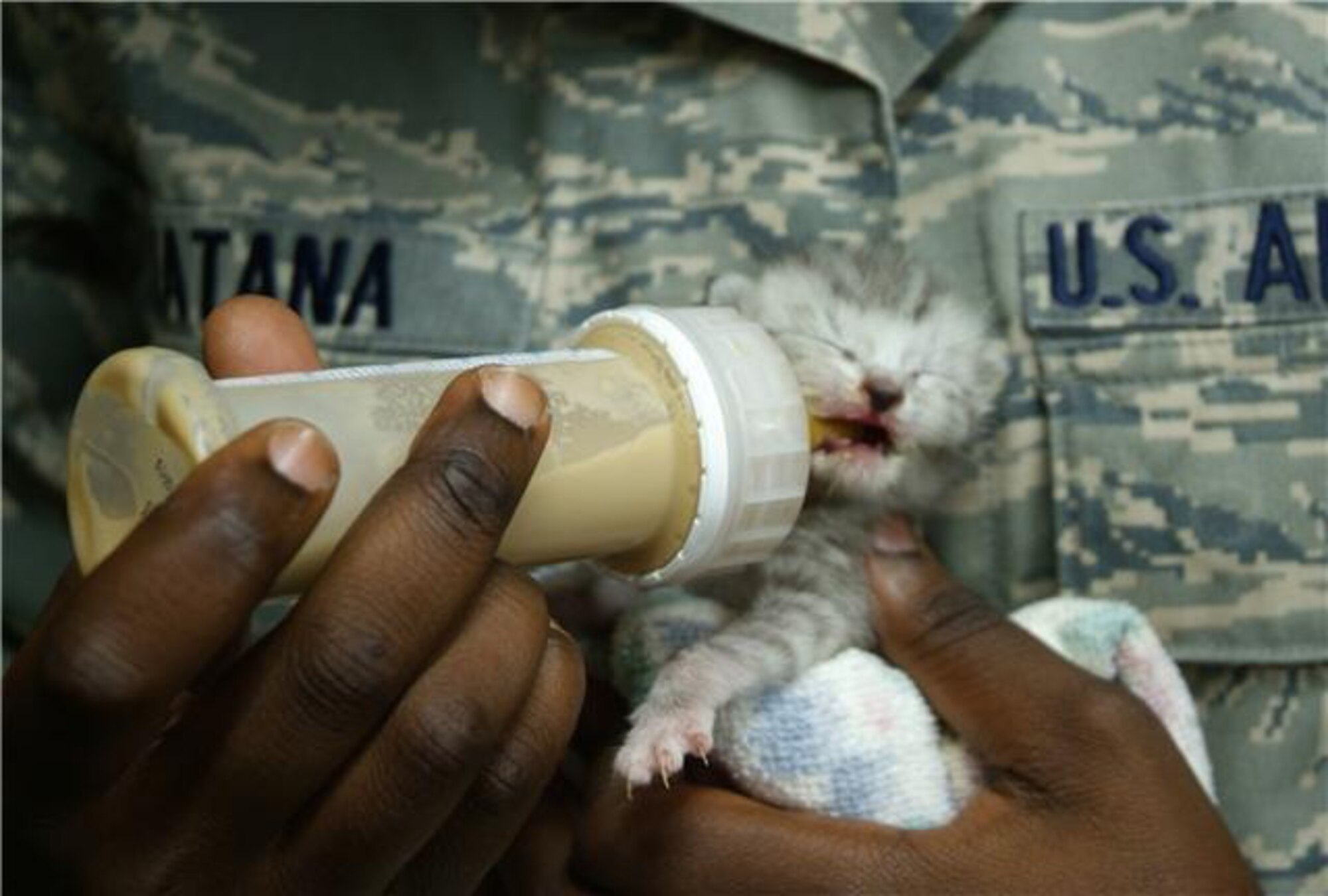 HURLBURT FIELD, Fla. -- Airman 1st Class Nadia Katana bottle-feeds a kitten that was cut out of a wall June 22 in Bldg. 90005. Members of the 505th Command and Control Wing cared for the litter of four until they were turned over June 23 to a wildlife refuge until they can be adopted. (Keith Keel/U.S. Air Force)