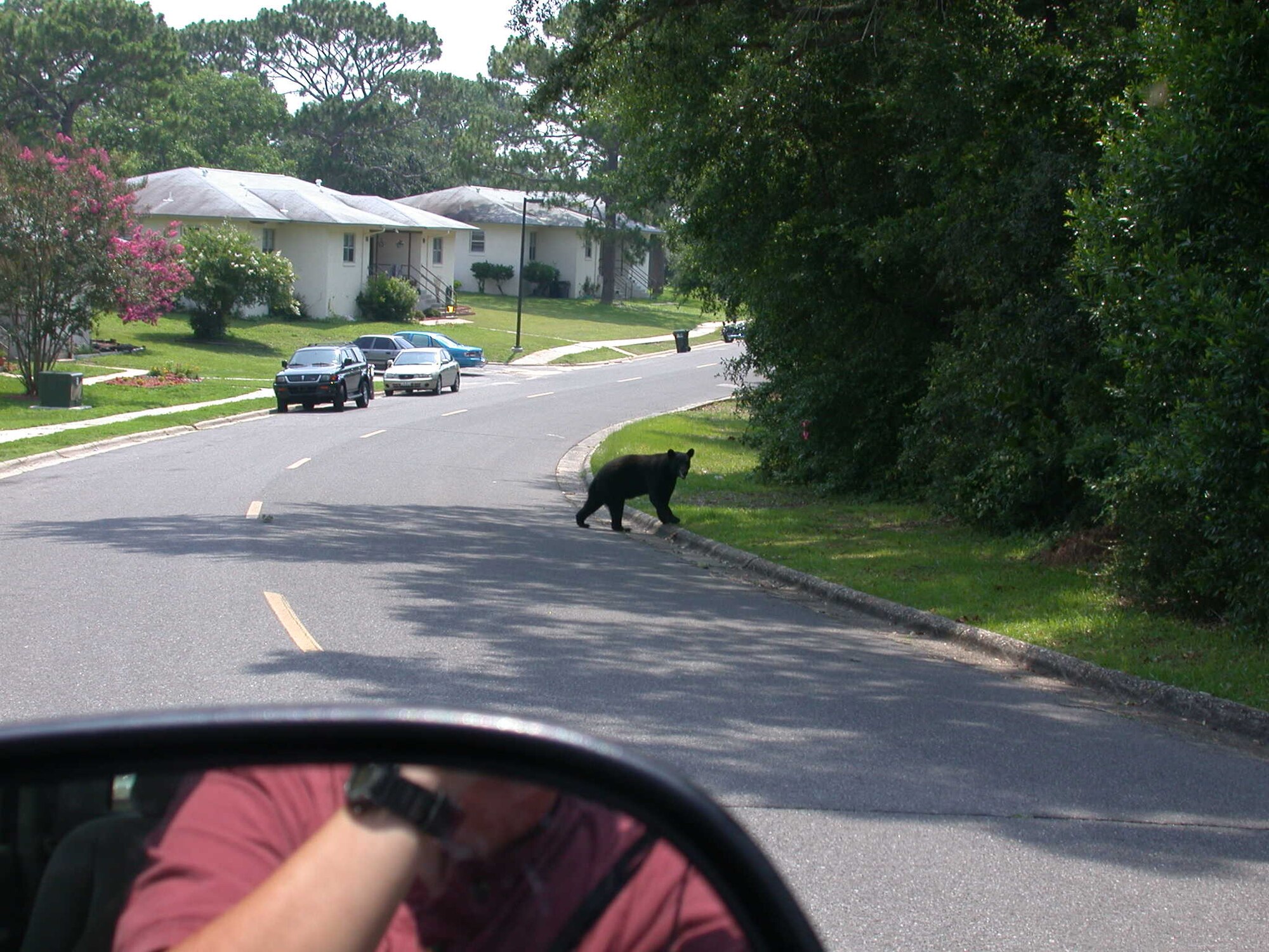 Florida Black Bears like this one, found in the base housing area, are
commonly seen on and around Eglin. While no documented attacks on humans
ever occurred in the state of Florida, they are a large, wild animal that
should not be provoked. If you do encounter a bear, use the following safety
tips: remain standing upright, avoid direct eye contact, back up slowly,
speak in a calm, assertive tone, make sure the bear has an escape route and
do not run from the bear.  If you see a bear in the housing area, call Jackson Guard at 882-4164, or security forces at 882-2502. (USAF photo/Kathy Gault)
         