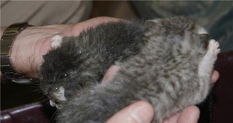 Master Sgt. Mark Young holds two days-old kittens he rescued June 22 from inside a wall in a building at Hurlburt Field, Fla. Members of the 505th Command and Control Wing cared for the litter of four until they were turned over June 23 to a wildlife refuge until they can be adopted. (U.S. Air Force photo/Keith Keel) 