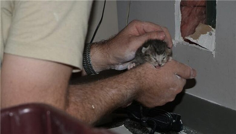 Master Sgt. Mark Young holds a days-old kitten he rescued June 22 after cutting holes inside a wall in a building at Hurlburt Field, Fla. Members of the 505th Command and Control Wing cared for the litter of four until they were turned over June 23 to a wildlife refuge until they can be adopted. (U.S. Air Force photo/Keith Keel) 