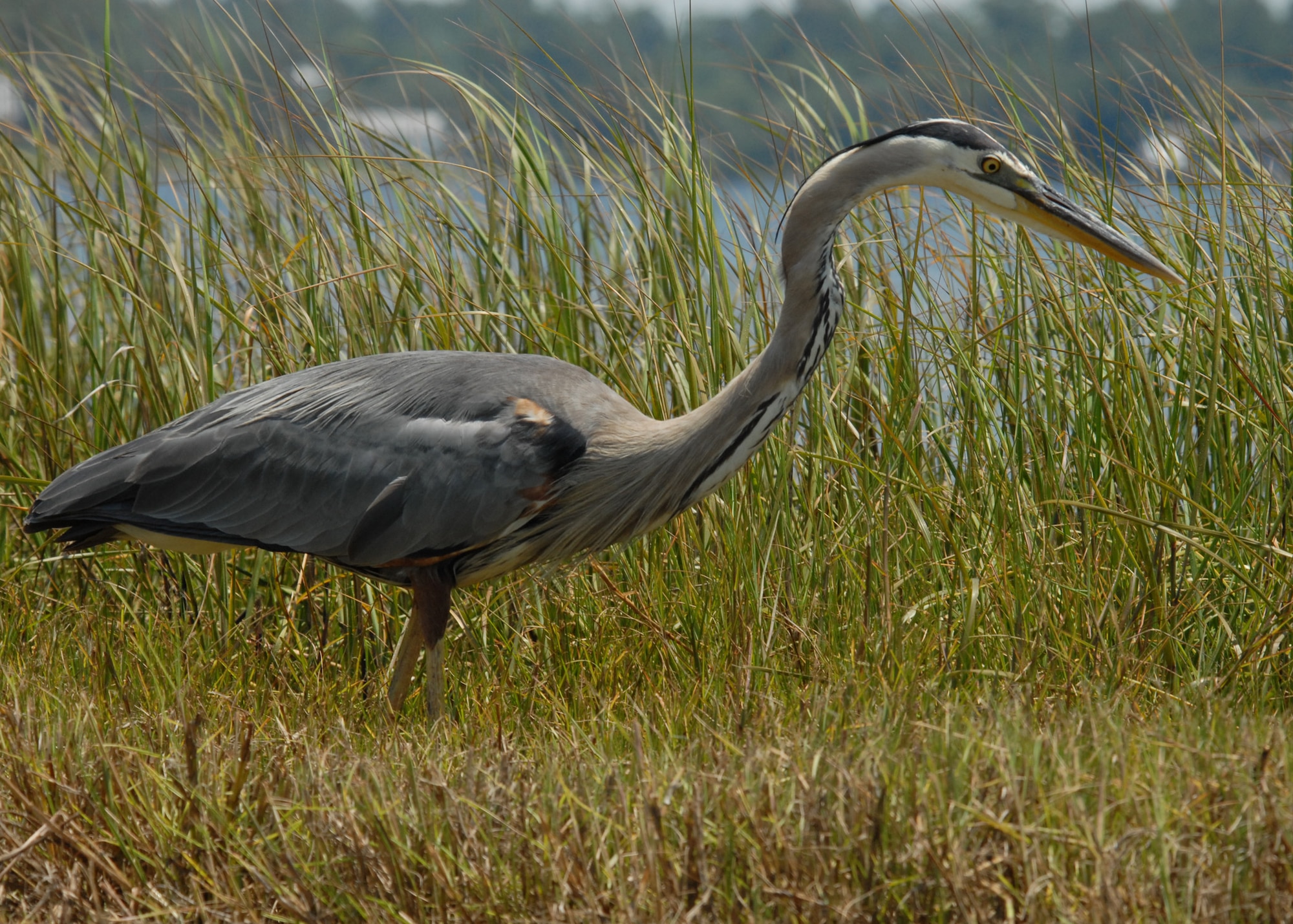 A Great Blue Heron walks through the high grasses along the bank of the Gulf of Mexico at Post'l Point June 26 on Eglin Air Force Base, Fla.  Many types of wildlife populate Eglin's ranges, waters and wooded areas.  The endangered Red-Cockaded Woodpecker, the Okaloosa Darter and Loggerhead Sea Turtle are just some of the species of animals found on Eglin.  (U.S. Air Force photo/Samuel King Jr.)   