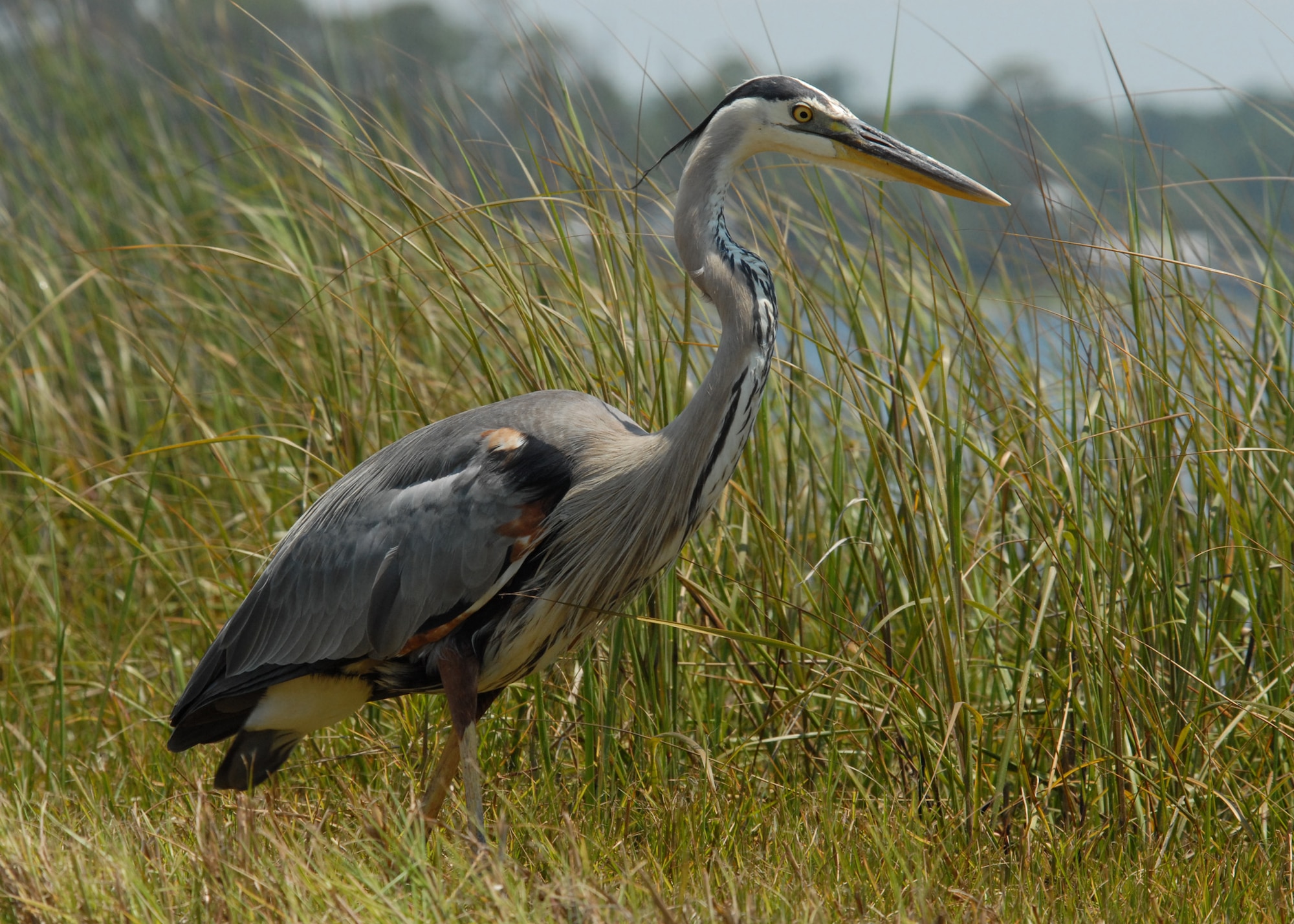 A Great Blue Heron walks through the high grasses along the bank of the Gulf of Mexico at Post'l Point June 26 on Eglin Air Force Base, Fla.  Many types of wildlife populate Eglin's ranges, waters and wooded areas.  The endangered Red-Cockaded Woodpecker, the Okaloosa Darter and Loggerhead Sea Turtle are just some of the species of animals found on Eglin.  (U.S. Air Force photo/Samuel King Jr.)   