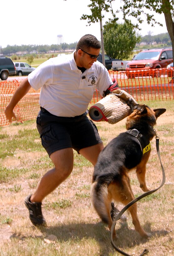 Gino holds bites down to keep Senior Airman Christopher Naranjo from escaping. The 81st Security Forces performed a working dog demonstration for the 2009 403rd Family Day. Gino is six years old and has been training for four years. 