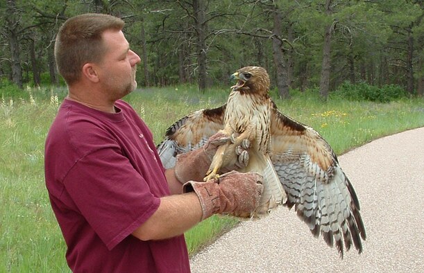 Phil Carberry, vice president of the Ellicott Wildlife Rehabilitation Center, prepares to return a red-tailed hawk to the skies and its home near Air Academy High School in Colorado Springs, Colo. The raptor spent two weeks in rehabilitation after a collission with one of the school's windows. (U.S. Air Force photo/Brian Mihlbachler)