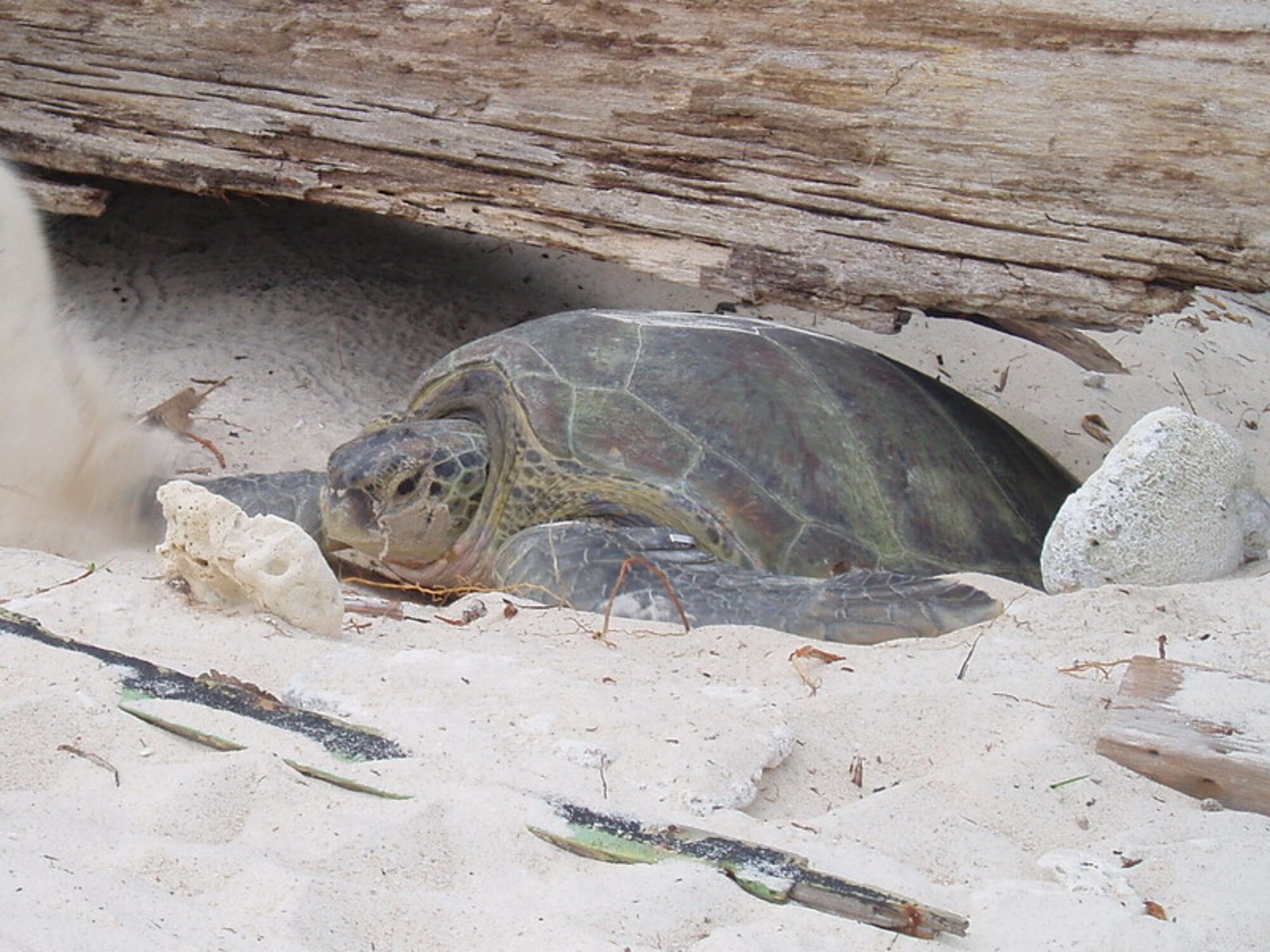 A female green sea turtle digs a nest for her eggs on a beach on Ascension Island, a small island located in the South Atlantic Ocean. Every year, thousands of green sea turtles visit the island to mate and lay their eggs on its beaches. Members of the 45th Space Wing's Detachment 2 environmental engineering team work closely with the island government's conservation group to ensure the endangered sea turtles are properly protected and respected by the people of the island. (Courtesy photo)