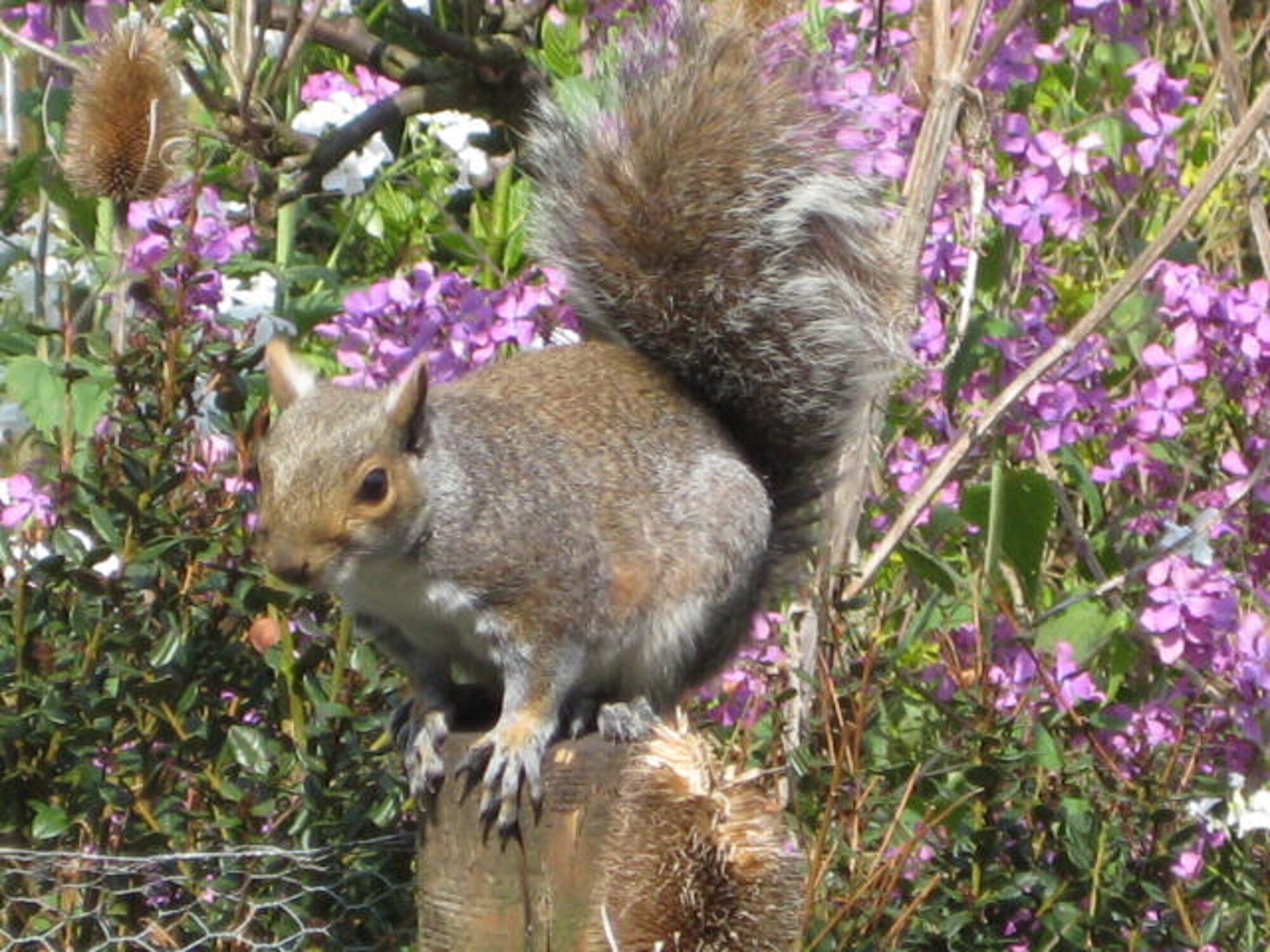 Grey squirrels are abundant in England. They are regular visitors to our garden, feasting at our bird feeders. Grey squirrels are not an indigenous species and were introduced to the U.K. from the U.S.A. in the late nineteenth/early twentieth century. Their success has been to the detriment of our native red squirrels. (Photo by Suzanne Harper)