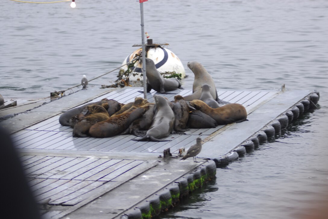 Sea Lions nest near the bait pick-up area outside of the San Diego Bay. Marines of RTR were escorted by sport fisherman Dan Hernandez and his crew for a day of fishing in Mexico.