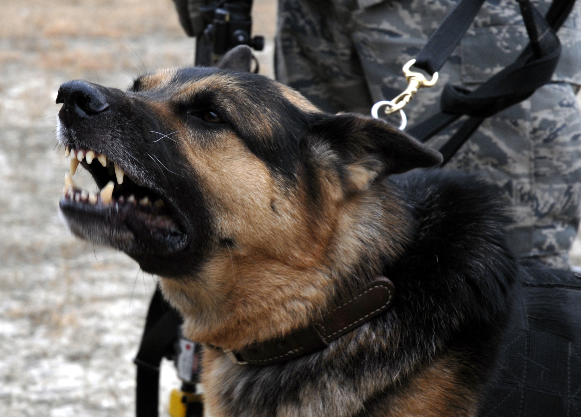 Military working dog Eddy, from Edwards Air Force Base, Calif., reacts to a scenario for training in military operations in urban terrain for the Air Force Phoenix Warrior Training Course on Feb. 28, 2009, at Naval Air Engineering Station Lakehurst, N.J.  Phoenix Warrior is taught by the U.S. Air Force Expeditionary Center's 421st Combat Training Squadron at Fort Dix, N.J., and prepares security forces Airmen for upcoming deployments.  (U.S. Air Force Photo/Staff Sgt. Paul R. Evans)