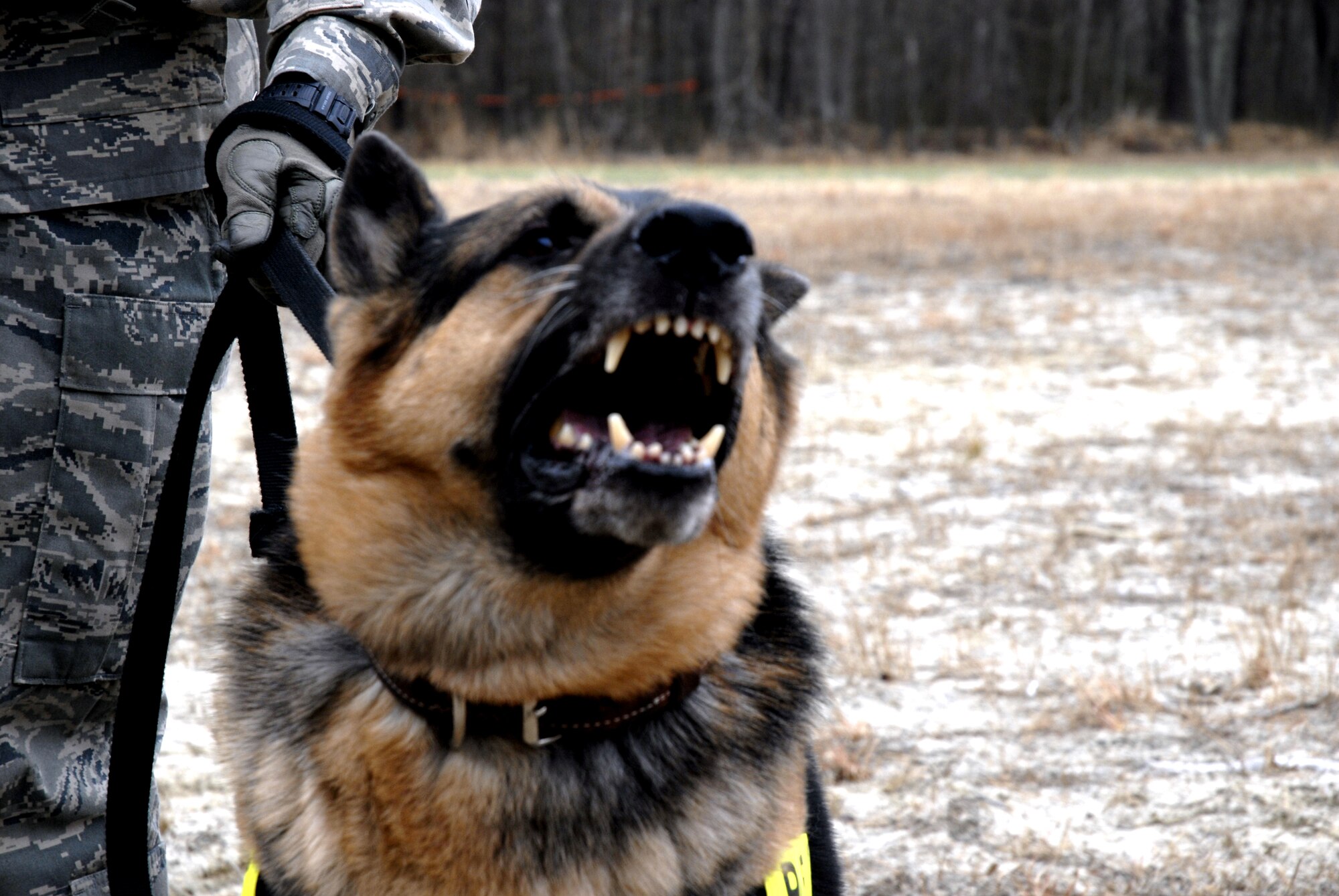 Military working dog Eddy, from Edwards Air Force Base, Calif., reacts to a scenario for training in military operations in urban terrain for the Air Force Phoenix Warrior Training Course on Feb. 28, 2009, at Naval Air Engineering Station Lakehurst, N.J.  Phoenix Warrior is taught by the U.S. Air Force Expeditionary Center's 421st Combat Training Squadron at Fort Dix, N.J., and prepares security forces Airmen for upcoming deployments.  (U.S. Air Force Photo/Staff Sgt. Paul R. Evans)