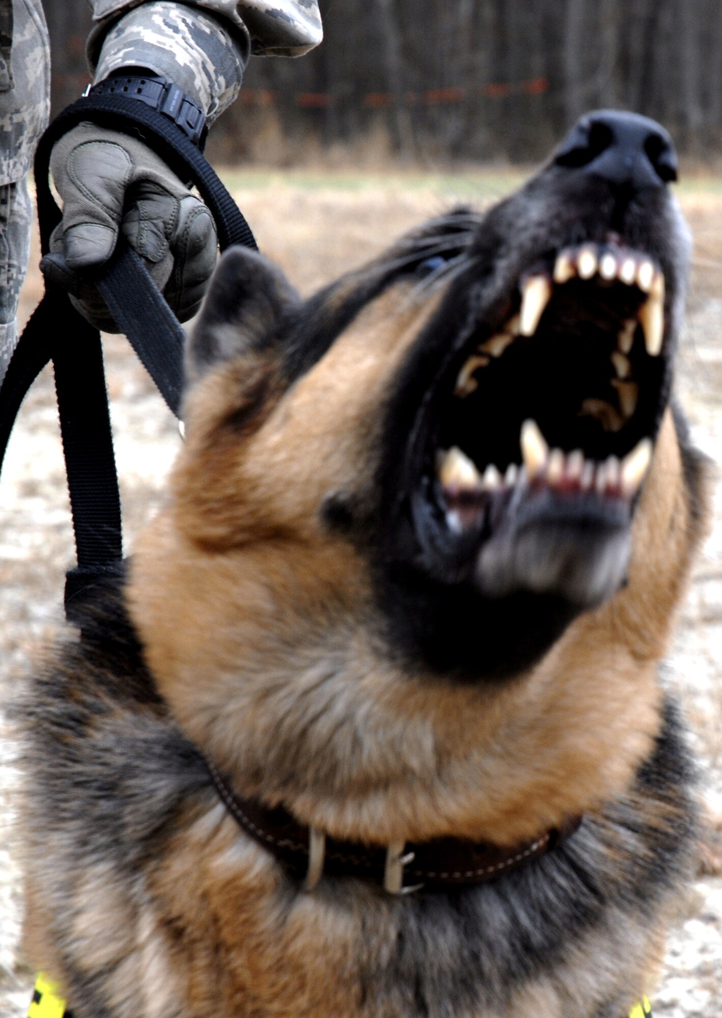 Military working dog Eddy, from Edwards Air Force Base, Calif., reacts to a scenario for training in military operations in urban terrain for the Air Force Phoenix Warrior Training Course on Feb. 28, 2009, at Naval Air Engineering Station Lakehurst, N.J.  Phoenix Warrior is taught by the U.S. Air Force Expeditionary Center's 421st Combat Training Squadron at Fort Dix, N.J., and prepares security forces Airmen for upcoming deployments.  (U.S. Air Force Photo/Staff Sgt. Paul R. Evans)