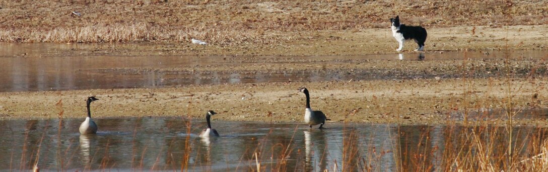 Bree,a Bird Aircraft Strike Hazard dog, quietly stalks a group of Canadian geese before scaring them off a pond near the Freedom Base Lake on West Perimeter Rd. Monday (US Air Force photo by Bobby Jones)