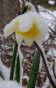 LANGLEY AIR FORCE BASE, Va.-- A daffodil on base bows under the pressure of a recent snowfall March 2. Langley was hit with parts of the largest snowfall Virginia has seen in the last three years. (U.S. Air Force photo/Airman Rebecca Montez)