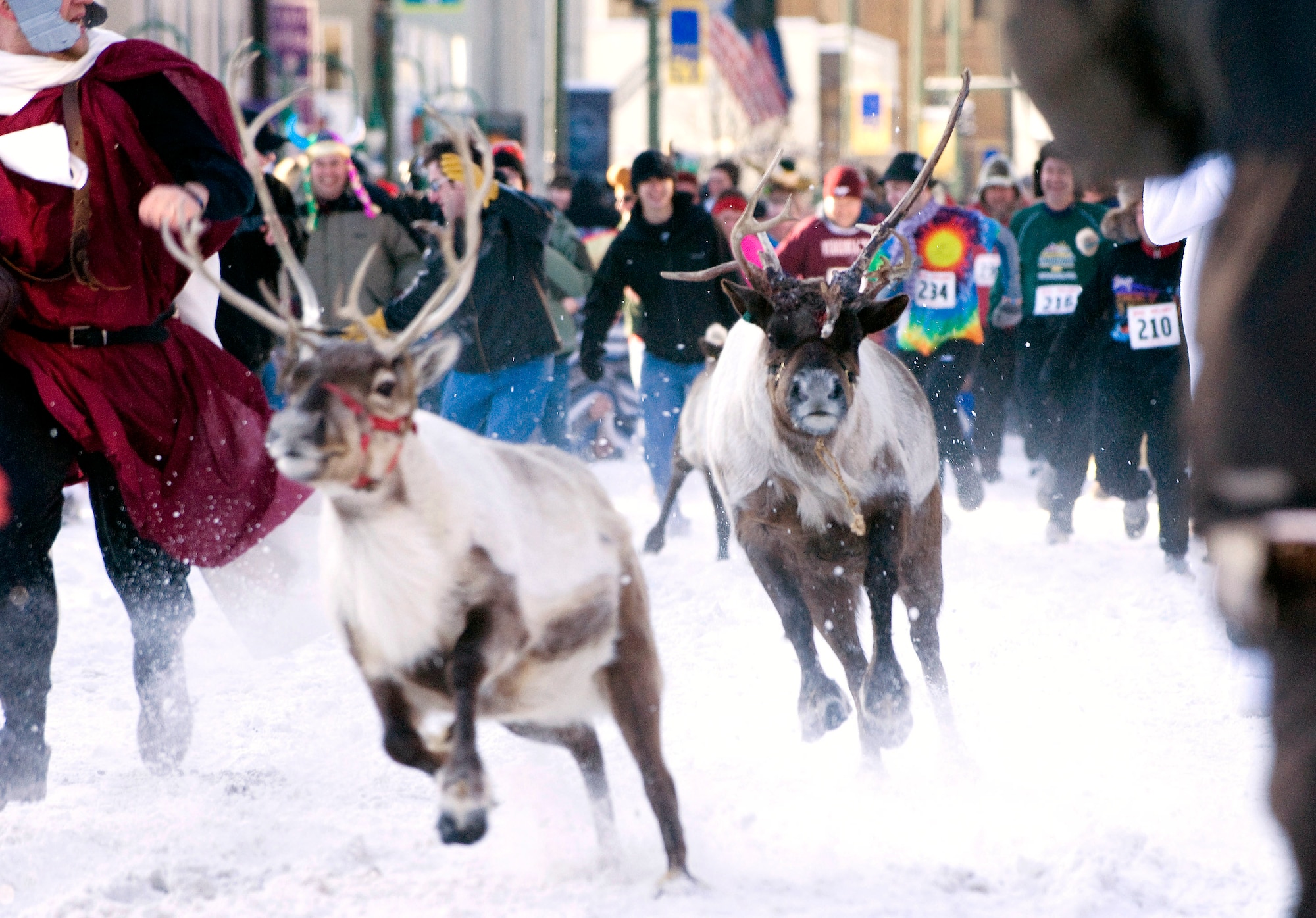 Reindeer race down the streets of Anchorage during the 2nd Annual Running of the Reindeer March 1 in Alaska. Colonel Eric Overture, an F-22 Raptor pilot and 477th Fighter Group commander at Elmendorf Air Force Base, Alaska, ran the two city blocks with the reindeer and was able to avoid the reindeer's antlers. (U.S. Air Force photo/Master Sgt. Keith Brown)