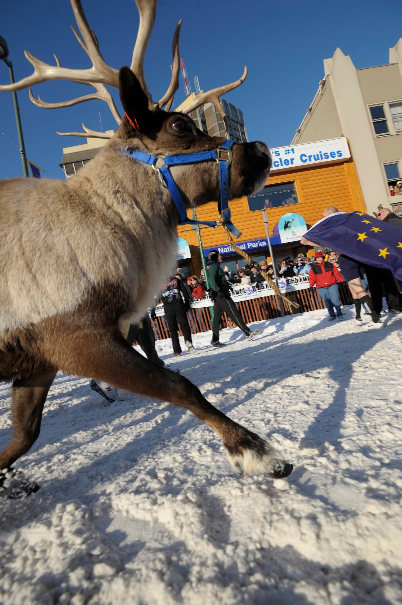 Reindeer race down the streets of Anchorage during the 2nd Annual Running of the Reindeer March 1 in Alaska. Colonel Eric Overture, an F-22 Raptor pilot and 477th Fighter Group commander at Elmendorf Air Force Base, Alaska, ran the two city blocks with the reindeer and was able to avoid the reindeer's antlers. (U.S. Air Force photo/Master Sgt. Keith Brown)