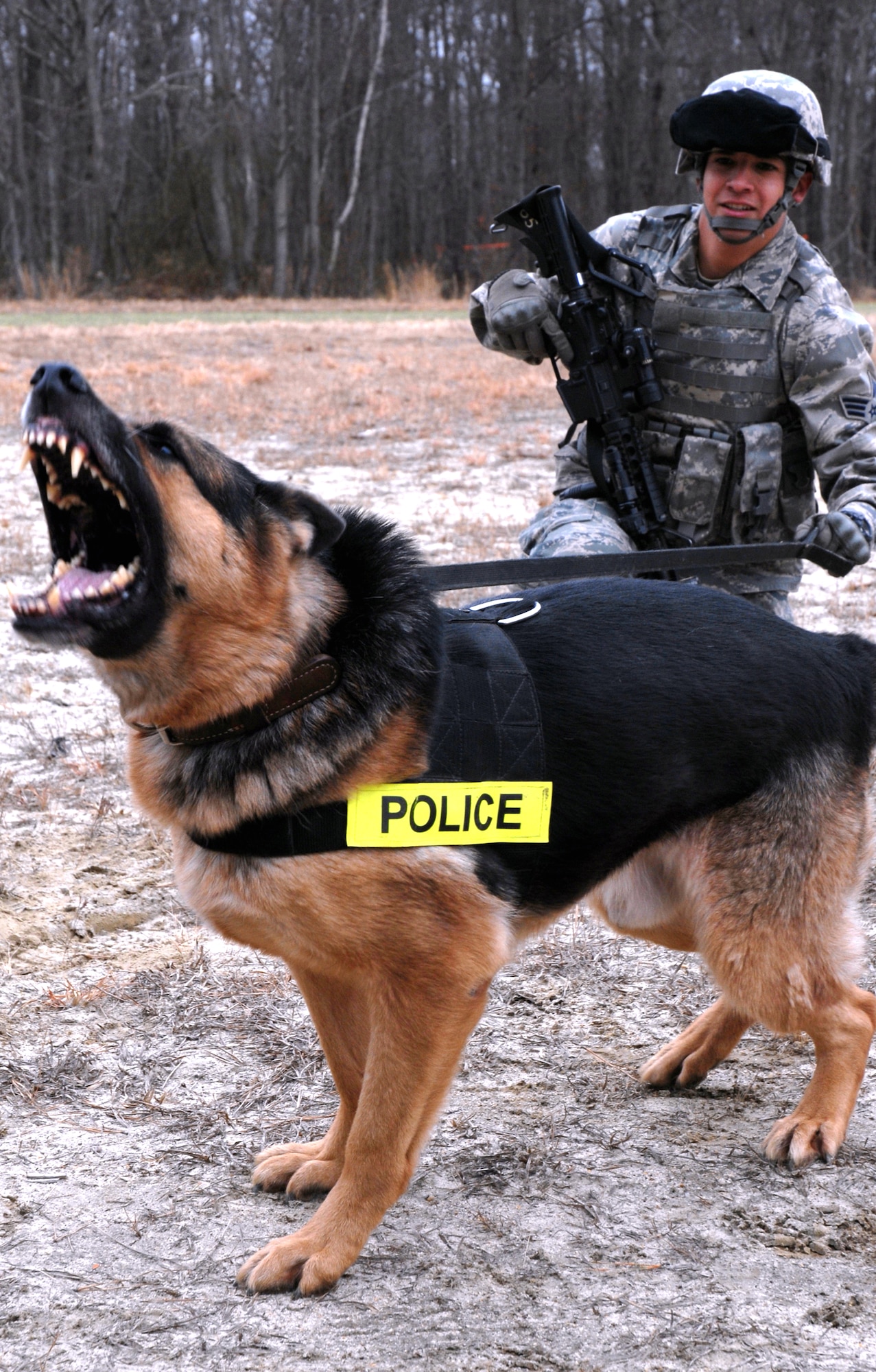 Military working dog Eddy and his handler, Senior Airman Eric Vega, both from  Air Force Base, Wash., reacts to a scenario for training in military operations in urban terrain for the Air Force Phoenix Warrior Training Course on Feb. 28, 2009, at Naval Air Engineering Station Lakehurst, N.J.  Phoenix Warrior is taught by the U.S. Air Force Expeditionary Center's 421st Combat Training Squadron at Fort Dix, N.J., and prepares security forces Airmen for upcoming deployments.  (U.S. Air Force Photo/Staff Sgt. Paul R. Evans)