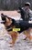 Military working dog Eddy and his handler, Senior Airman Eric Vega, both from  Air Force Base, Wash., reacts to a scenario for training in military operations in urban terrain for the Air Force Phoenix Warrior Training Course on Feb. 28, 2009, at Naval Air Engineering Station Lakehurst, N.J.  Phoenix Warrior is taught by the U.S. Air Force Expeditionary Center's 421st Combat Training Squadron at Fort Dix, N.J., and prepares security forces Airmen for upcoming deployments.  (U.S. Air Force Photo/Staff Sgt. Paul R. Evans)