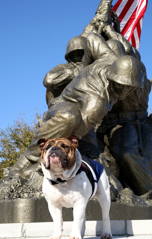 Hummer, Parris Island's mascot, stands at attention at the foot of the Depot's Iwo Jima Monument, March 5.