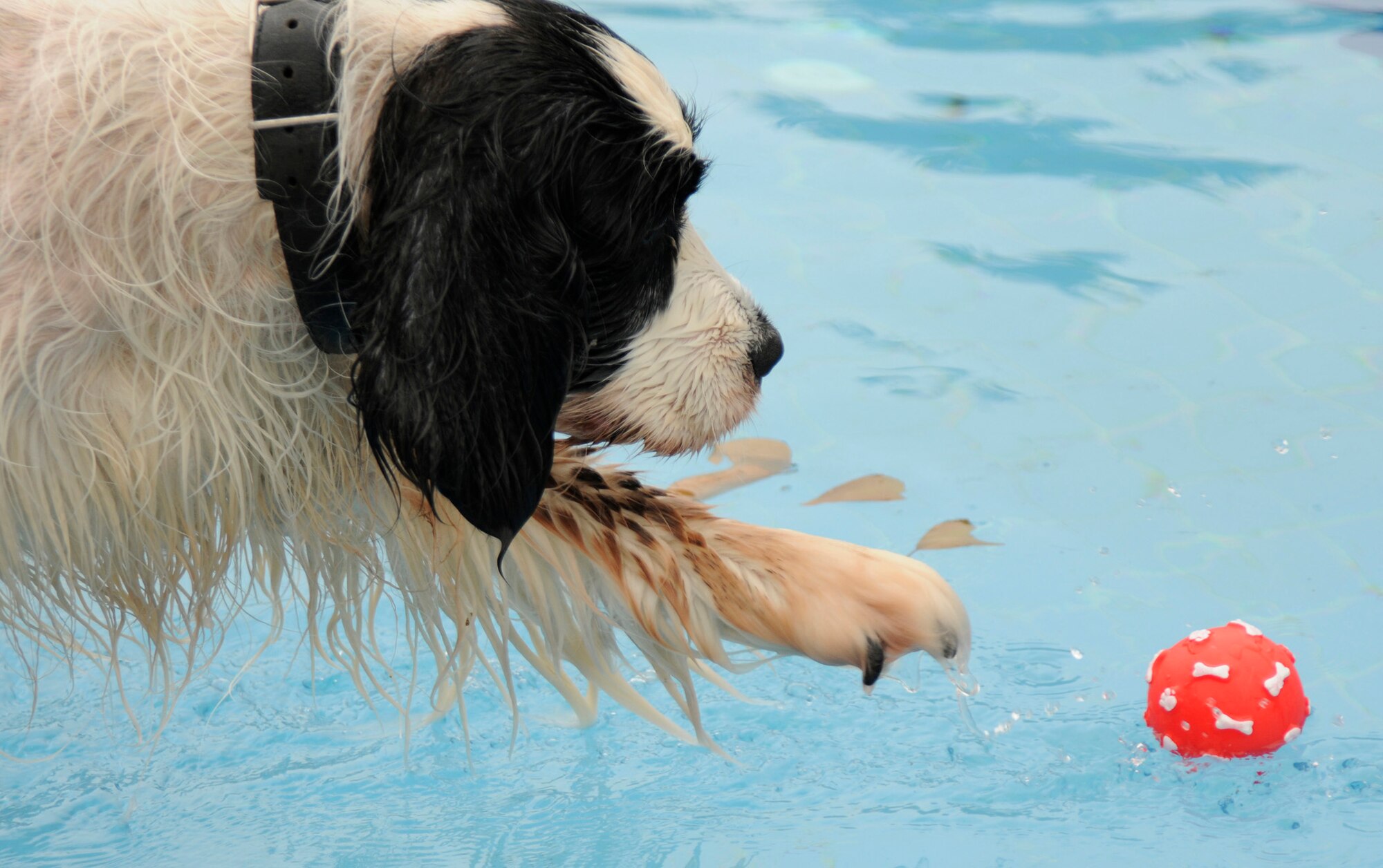 Doc, an English Springer Spaniel owned by Tech. Sgt. Mike Roberts, 728th Air Mobility squadron, tries to avoid more water by reaching out from the deck for his buddy’s ball during the “Dog Daze” at Incirlik base pool March 7. More than 30 canine pals enjoyed a relaxing early afternoon swim to celebrate the incoming spring season. (U.S. Air Force photo/Airman 1st Class Amber Russell)