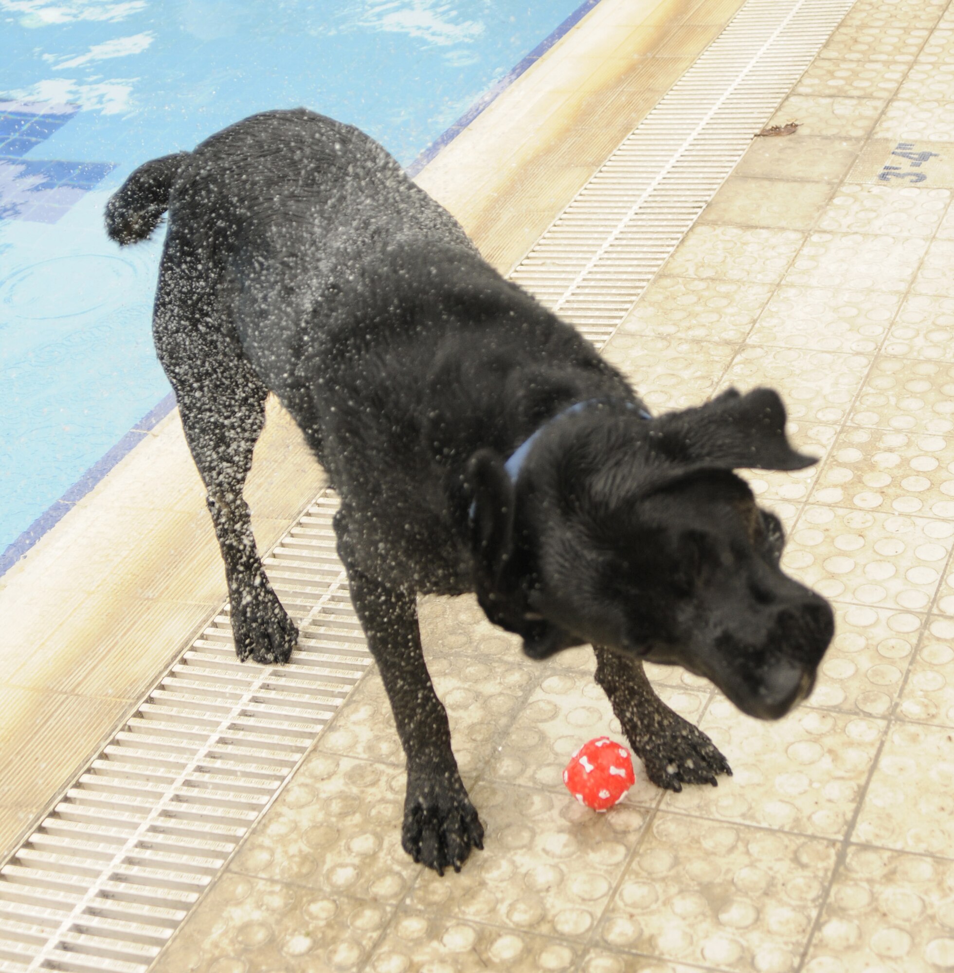 Jake, a black Labrador Retriever owned by Tech. Sgt. Curt Acree, 728th Air Mobility squadron, and wife Dee, shakes the water off his coat after swimming in the Incirlik base pool during the “Dog Daze” March 7. Incirlik members were able to bring their canine pals to the pool for an early afternoon swim in celebration of the incoming spring season. (U.S. Air Force photo/Airman 1st Class Amber Russell)