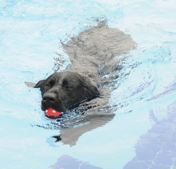 Jake, a black Labrador Retriever owned by Tech. Sgt. Curt Acree, 728th Air Mobility squadron, and wife Dee, swims back to the pool deck after retrieving his ball during the “Dog Daze” at the Incirlik base pool March 7. More than 30 canine pals enjoyed a relaxing early afternoon swim to celebrate the incoming spring season. (U.S. Air Force photo/Airman 1st Class Amber Russell)