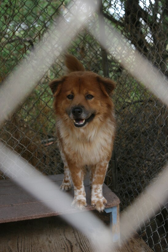 A dog watches as volunteers lay down lime to fight fleas and ticks at Friends for Life, and animal rescue shelter here, March 13. The shelter rescues animals, restores them to health and prepares them for adoption.