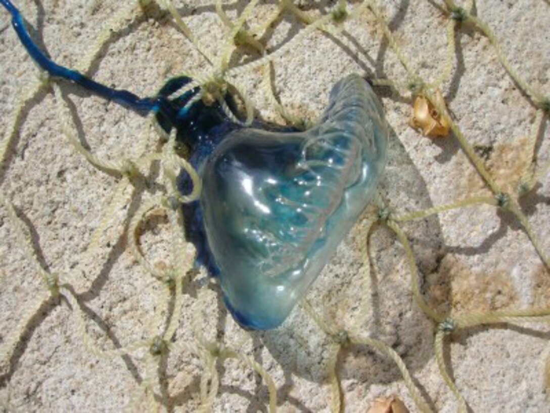 ANDERSEN AIR FORCE BASE, Guam -- Man of War jellyfish have been washing up on Tarague beach since Feb. 22 due to the high winds, causing the beach to close down. The jellyfish use the float portion of their bodies which can sometimes be seen above water, as a sail to make it inland to the beach. Only jellyfish small in size have washed up on the beach due to the coral reef. The reef prevents larger jellyfish from making it inland. (Courtesy Photo)