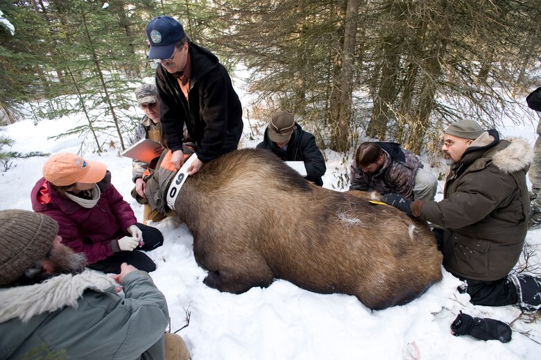 Good moose hunting Base, state officials track wildlife populations