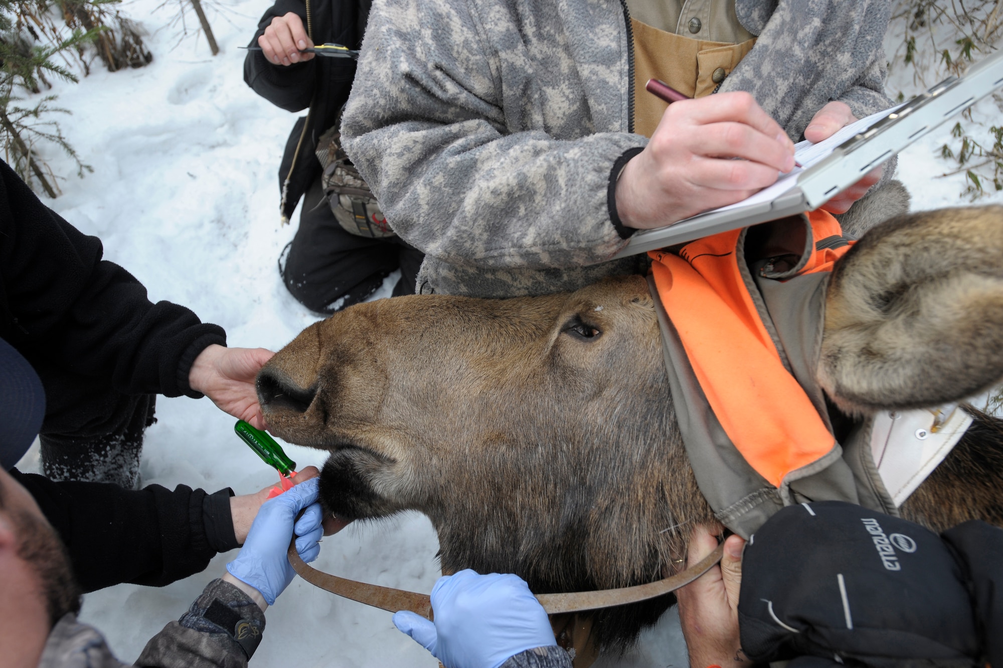 ELMENDORF AIR FORCE BASE, Alaska -- Alaska Department of Fish and Game biologists, along with Fort Richardson natural resourse specialists and University of Alaska, Fairbanks wildlife biology department personnel, place a GPS tracking collar and run a varity of tests on a moose near base housing areas. The study is joint effort between Alaska and the Department of Defense to study the movement and overall health of moose on base. (U.S. Air Force photo by Master Sgt. Keith Brown)