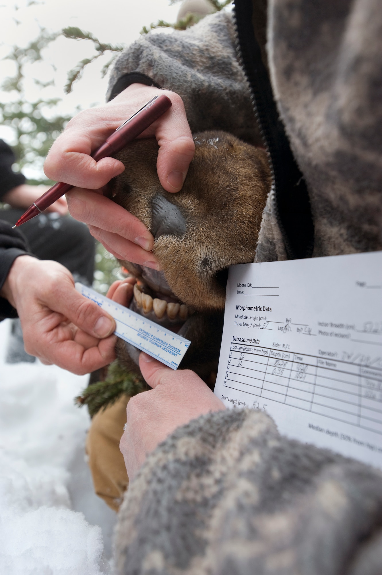 ELMENDORF AIR FORCE BASE, Alaska -- Alaska Department of Fish and Game biologists, along with Fort Richardson natural resourse specialists and University of Alaska, Fairbanks wildlife biology department personnel, check the teeth and run a varity of tests on a moose near base housing areas. The study is joint effort between Alaska and the Department of Defense to study the movement and overall health of moose on base. (U.S. Air Force photo by Master Sgt. Keith Brown)