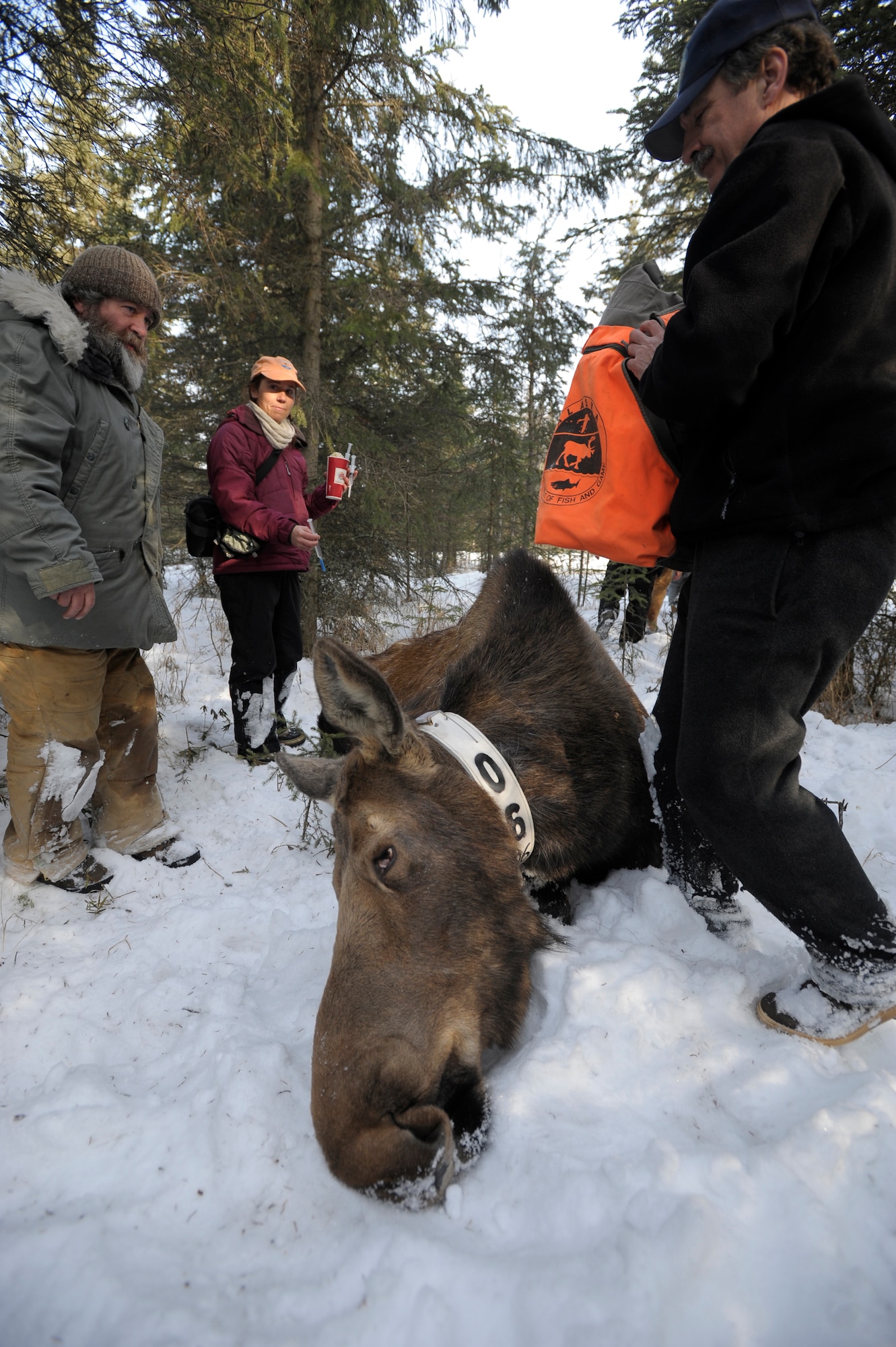ELMENDORF AIR FORCE BASE, Alaska -- Rick Sinnot removes the cover off a sedated moose's head while Sean Farley and Jessie Coltrane monitor the moose. All three are Alaska Department of Fish and Game biologist. They, along with Fort Richardson natural resourse specialists and University of Alaska, Fairbanks wildlife biology department personnel, are studying the movement and health of moose near base housing areas. This is joint effort between Alaska and the Department of Defense to study the movement and overall health of moose on base. (U.S. Air Force photo by Master Sgt. Keith Brown)
