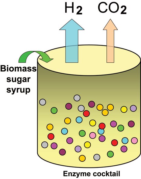 Diagram of an enzyme cocktail that will convert
sugar syrup to hydrogen for subsequent
conversion (via fuel cell) to highly energyefficient
and power-dense electricity
(image credit: Dr. Zhang).