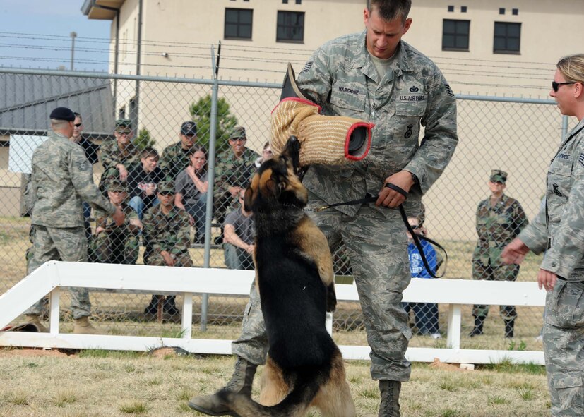 DYESS AIR FORCE BASE, Texas - Staff Sgt. Christopher Marcione demonstrates dog handling capabilities to cadets from the University of New Mexico Air Force ROTC detachment. The cadets got to experience numerous Air Force careers while at Dyess. Sergeant Marcione is assigned to the 7th Security Forces Squadron. (U.S. Air Force photo by Airman 1st Class Stephen Reyes)