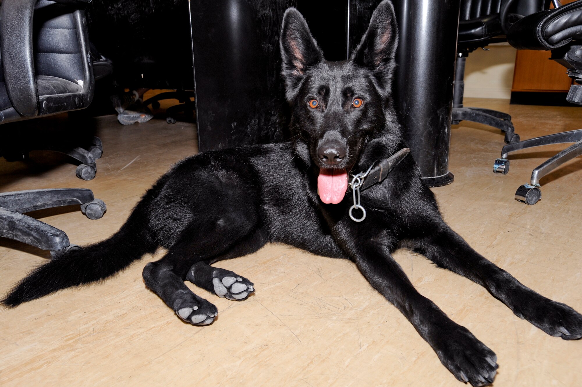 Argo, a military working dog with the 379th Expeditionary Security Forces Squadron, was part of a morale visit for patients in the In Theater Care Program here, March 24, 2009, in an undisclosed location in Southwest Asia. The ITCP uses various events and services to assist patients recovering from minor surgeries or other medical problems.  Argo is handled by SSgt Brandi Throgmorton, both are deployed from Hill Air Force Base, Utah in support of Operations Iraqi and Enduring Freedom and Combined Joint Task Force - Horn of Africa. (U.S. Air Force Photo by Staff Sgt. Joshua Garcia/released)