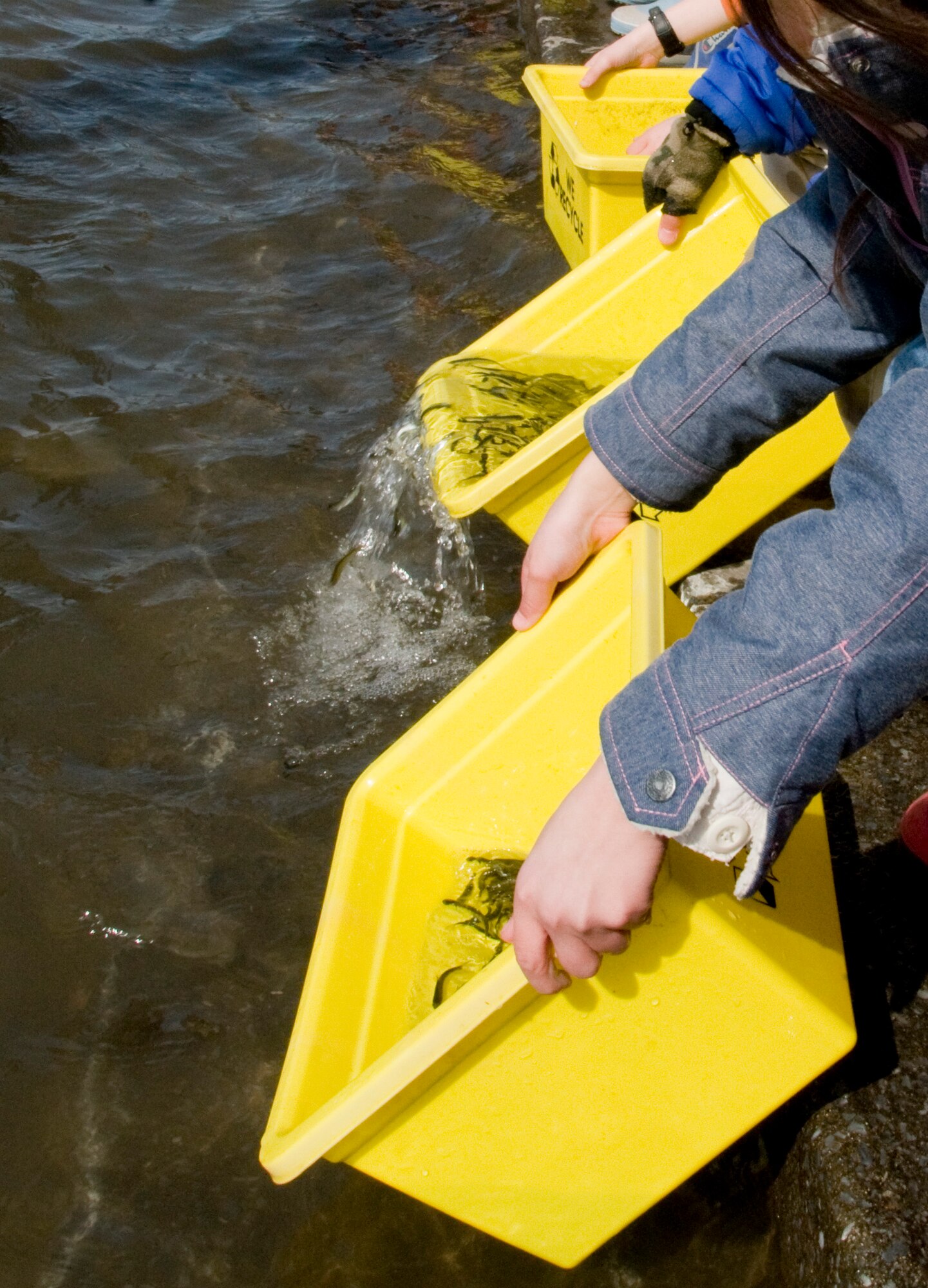 OIRASE TOWN, Japan -- Children release baby salmon into the Oirase River March 21, 2009. This Earth Day event was sponsored by Misawa Air Base and local sponsors. (U.S. Air Force photo by Staff Sgt. Araceli Alarcon)