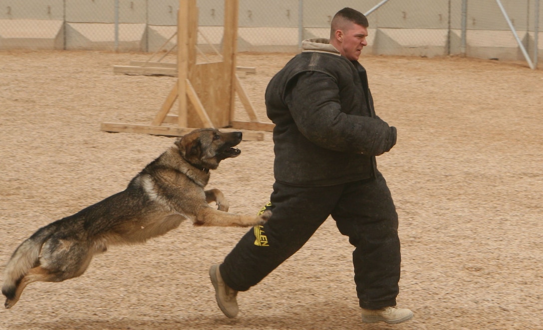 A Marine from the Quick Reaction Force tries to avoid being attacked during a training exercise with military working dogs and their handlers.  The period of training was designed to show the Marines the capabilities of military working dogs. (U.S. Marine Corps photo by Cpl. Alan Addison.