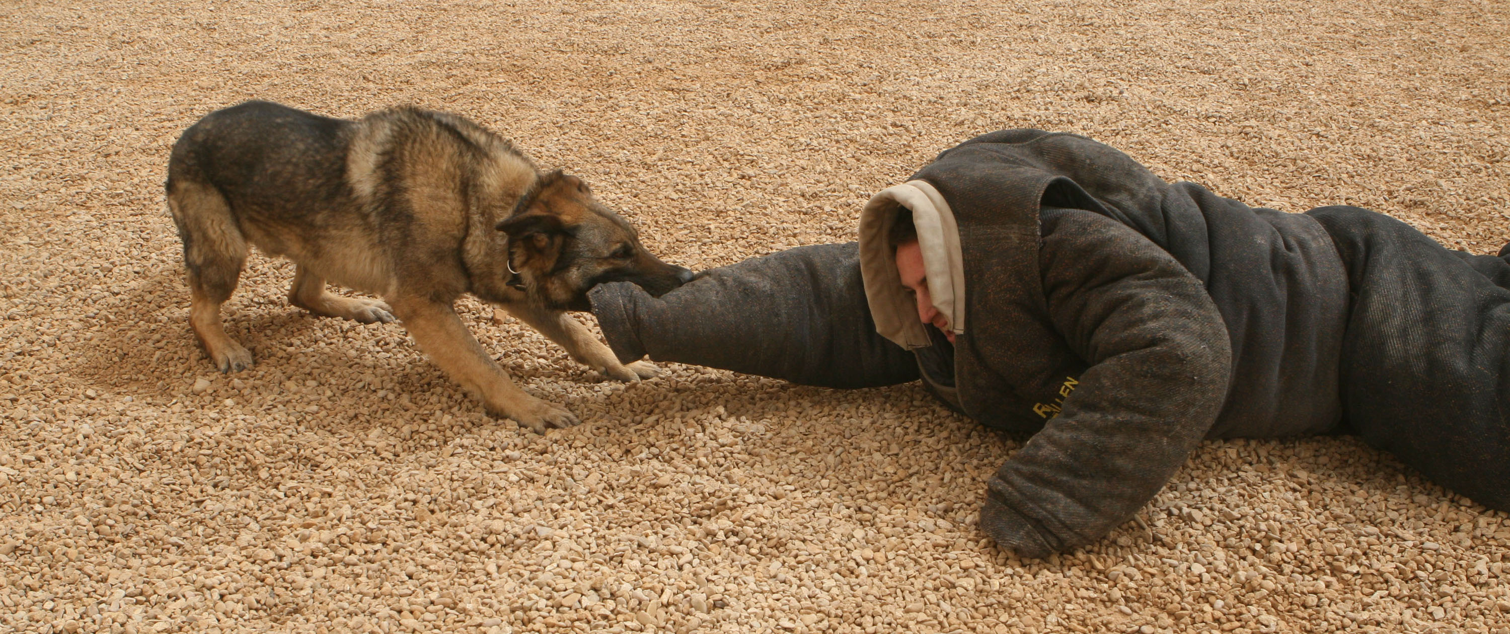 are-military-dogs-trained-to-kill