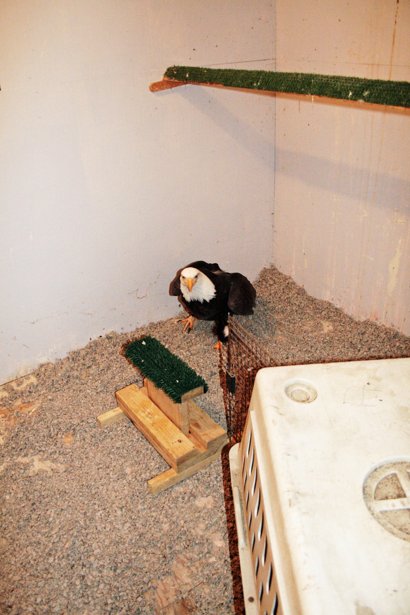 FORT RICHARDSON, Alaska -- One-eyed Jack, one of two injured eagles living in the Yukla 27 aviary at neighboring Elmendorf Air Force Base, checks out his new living space at the post's flight center March 28, 2009. Soaring on Broken Wings volunteers helped capture and relocate Jack and Notch from the base's aviary to the Fort Richardson Flight Center following multiple eruptions of Mount Redoubt. The SoBW cares for the 3rd Wing's injured bald eagles housed within the aviary. This care includes feeding, grooming and grounds maintenance of the birds and aviary. The eagles will be housed at Fort Rich until it is safe for them to return to the aviary here. The volunteers worked with the Bird Treatment and Learning Center and the flight center to make this temporary move possible. (U.S. Air Force photo/Staff Sgt. Stephanie Odden)