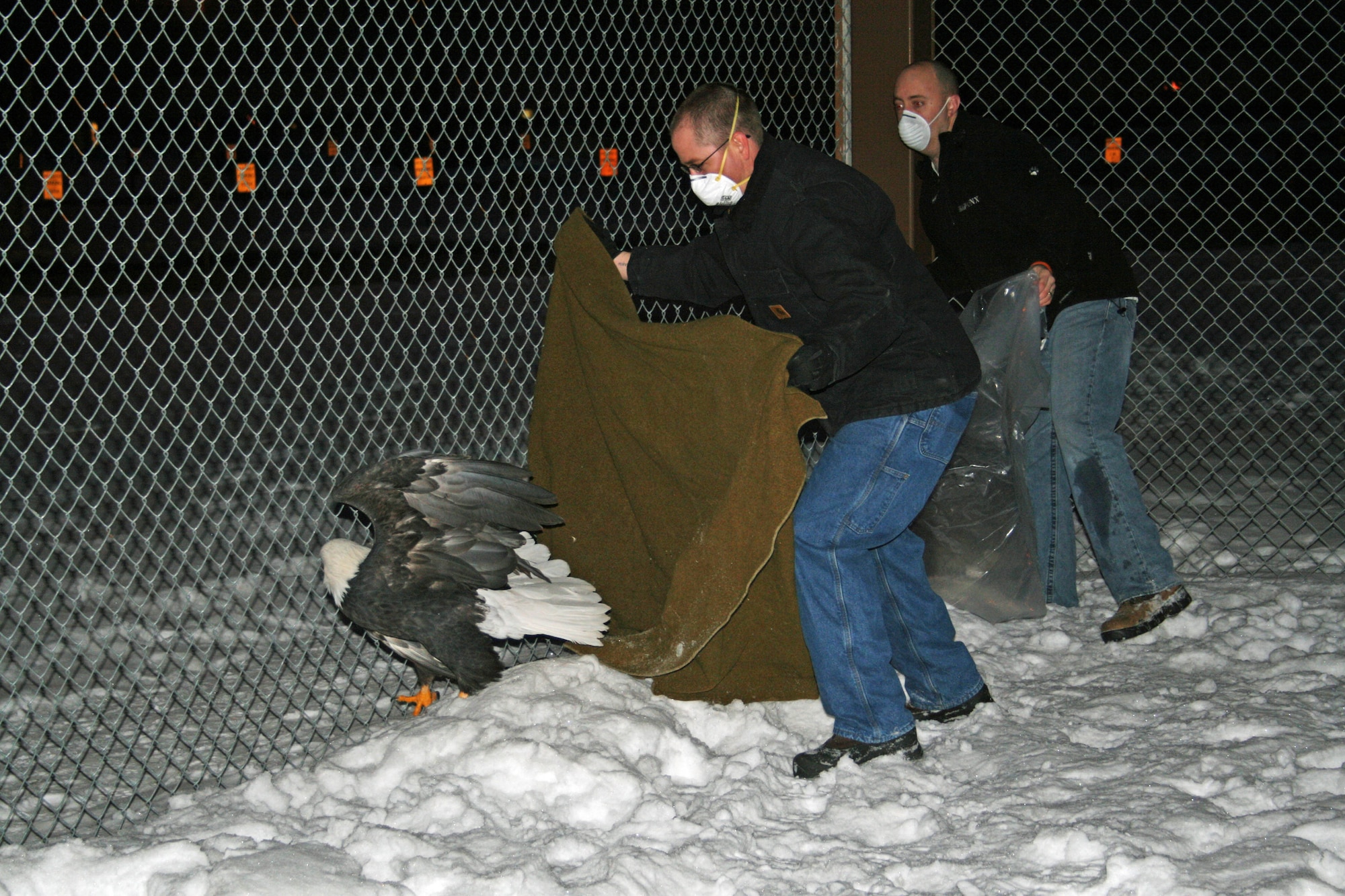 ELMENDORF AIR FORCE BASE, Alaska -- Tech. Sgts. Christopher Odden and Andrew Aultman, 381st Intelligence Squadron, work together to relocate One-eyed Jack, one of two injured eagles living in the Yukla 27 aviary here, March 28, 2009. The sergeants are Soaring on Broken Wings volunteers who helped capture and relocate Jack and Notch from the base's aviary to the Fort Richardson Flight Center following multiple eruptions of Mount Redoubt. The SoBW cares for the 3rd Wing's injured bald eagles housed within the aviary. This care includes, but is not limited to, feeding, grooming and grounds maintenance of the birds and aviary. The eagles will be housed at Fort Rich until it is safe for them to return to the aviary here. The volunteers worked with the Bird Treatment and Learning Center and the flight center to make this temporary move possible. (U.S. Air Force photo/Staff Sgt. Stephanie Odden)

