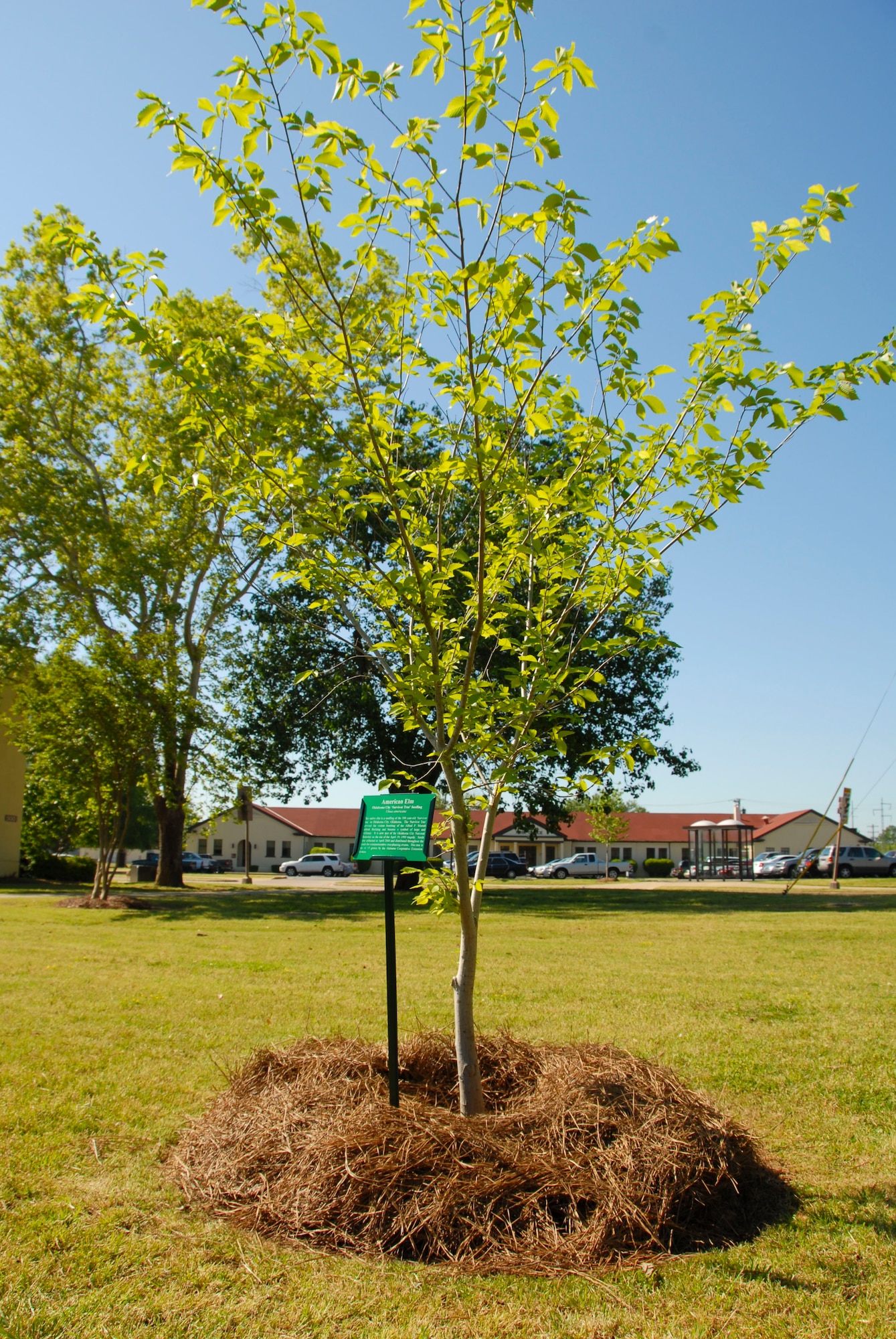 The Maxwell “survivor” tree was dedicated April 24 by 42nd Air Base Wing Commander Kris D. Beasley as part of Earth Day celebration. Planted in the fall at the corner of East Maxwell Boulevard and Magnolia Boulevard, the tree grew from a seed from a tree that survived the 1995 bombing of the Alfred P. Murrah Federal Office Building in Oklahoma City, Okla. (U.S. Air Force photo by Jamie Pitcher)