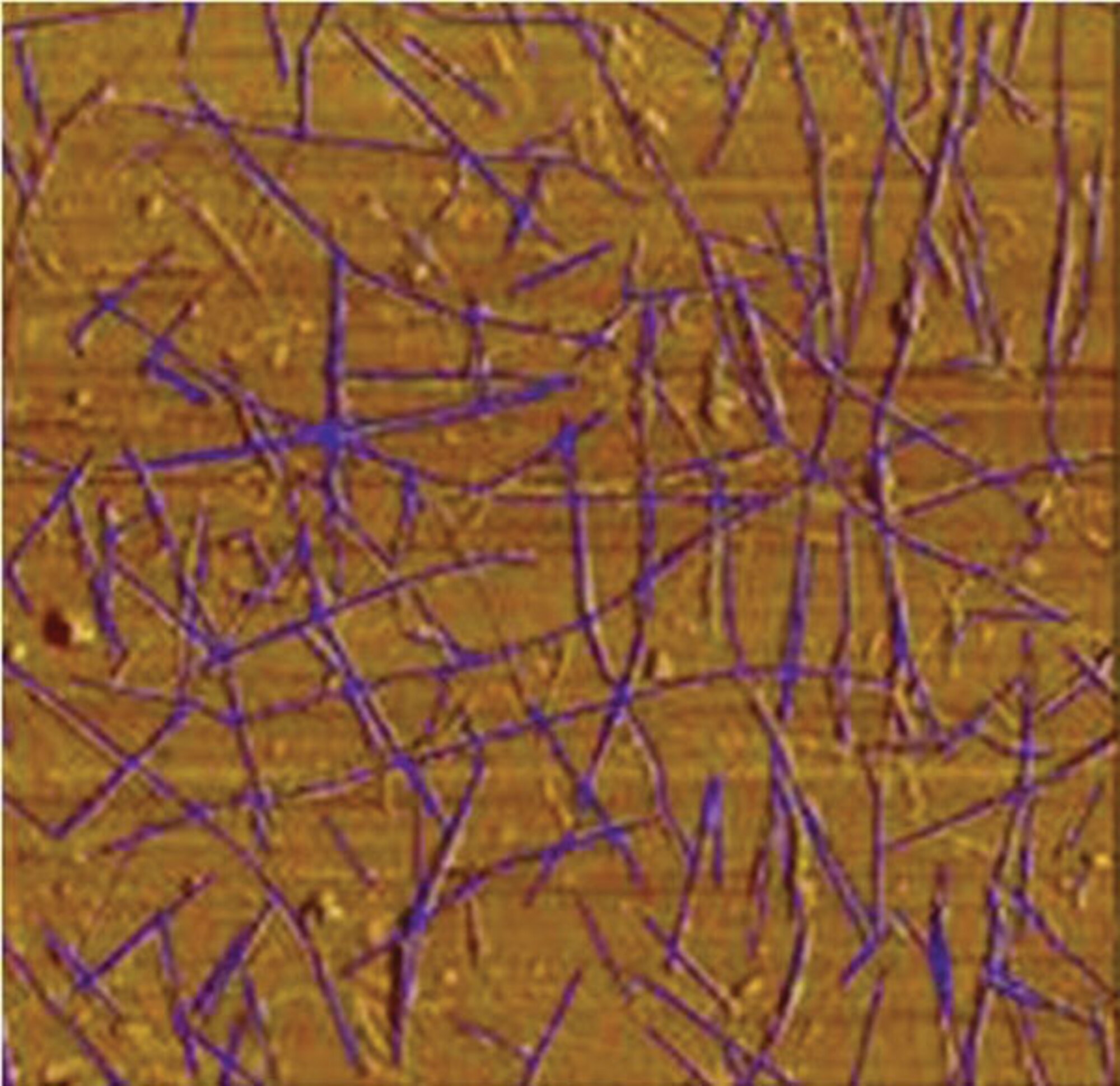 Transistors after processing:  metallic carbon nanotubes have been removed from the semiconducting tubes (photo courtesy of DuPont).