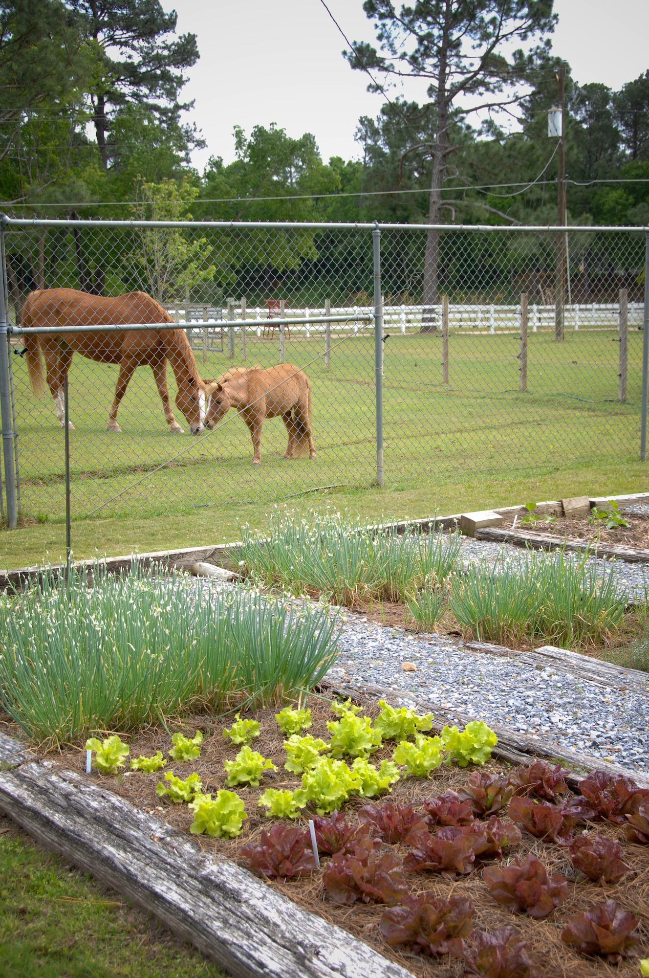 Vegetables such as onions and lettuce are grown near the greenhouse. (U.S. Air Force photo by Melanie Rodgers Cox)
