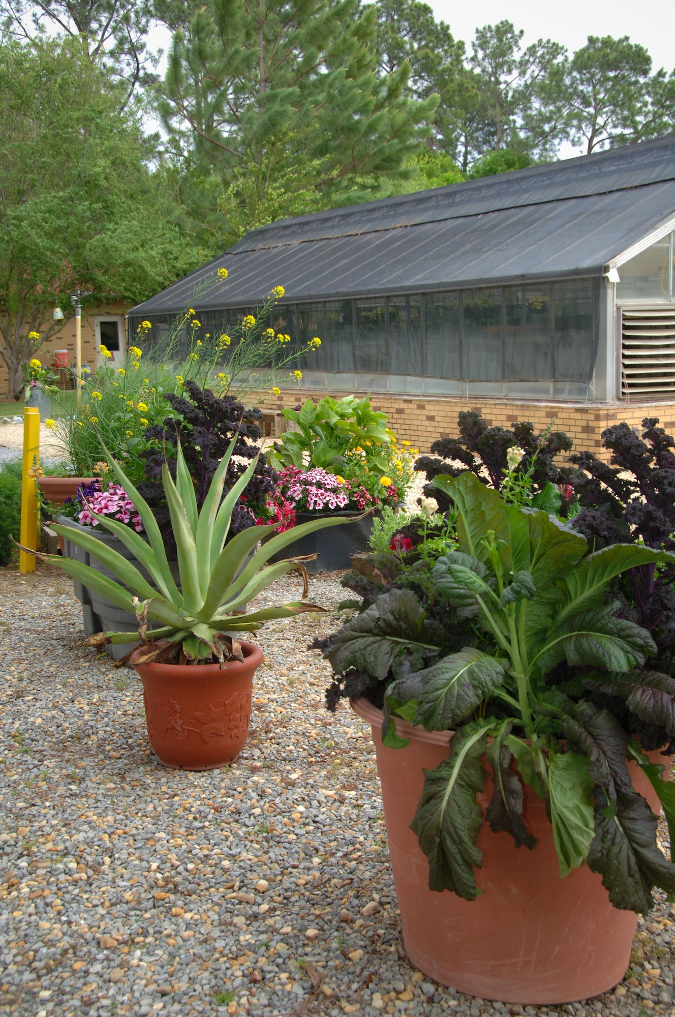 “Social” plants are basking in the sun before heading out to another base event.  The greenhouse maintains plants that are used to decorate the Officers’ Club or Curry House for official events. (U.S. Air Force photo by Melanie Rodgers Cox)