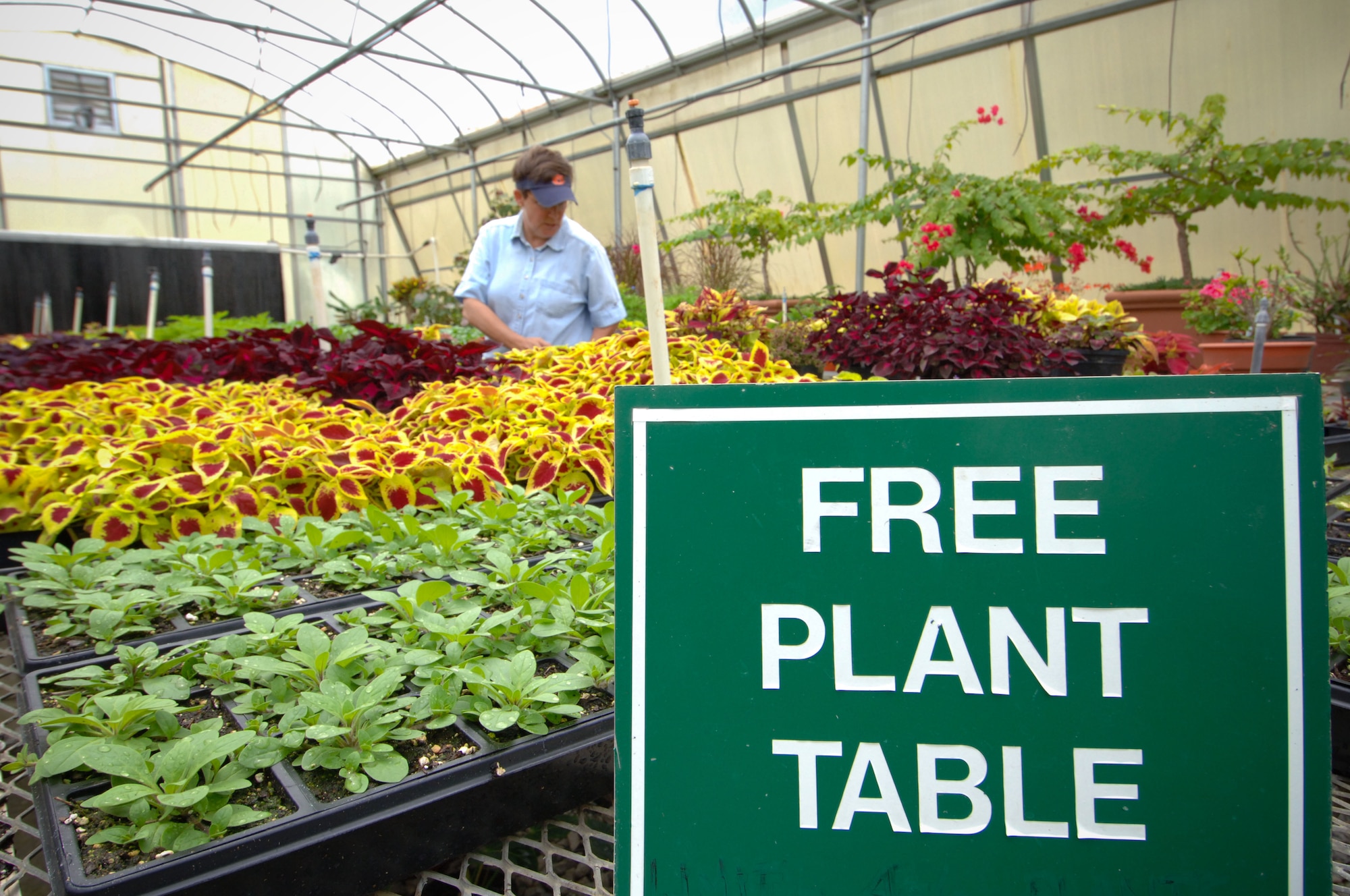 Plants propagated from these coleus plants are available for incoming students at Air University. (U.S. Air Force photo by Melanie Rodgers Cox)
