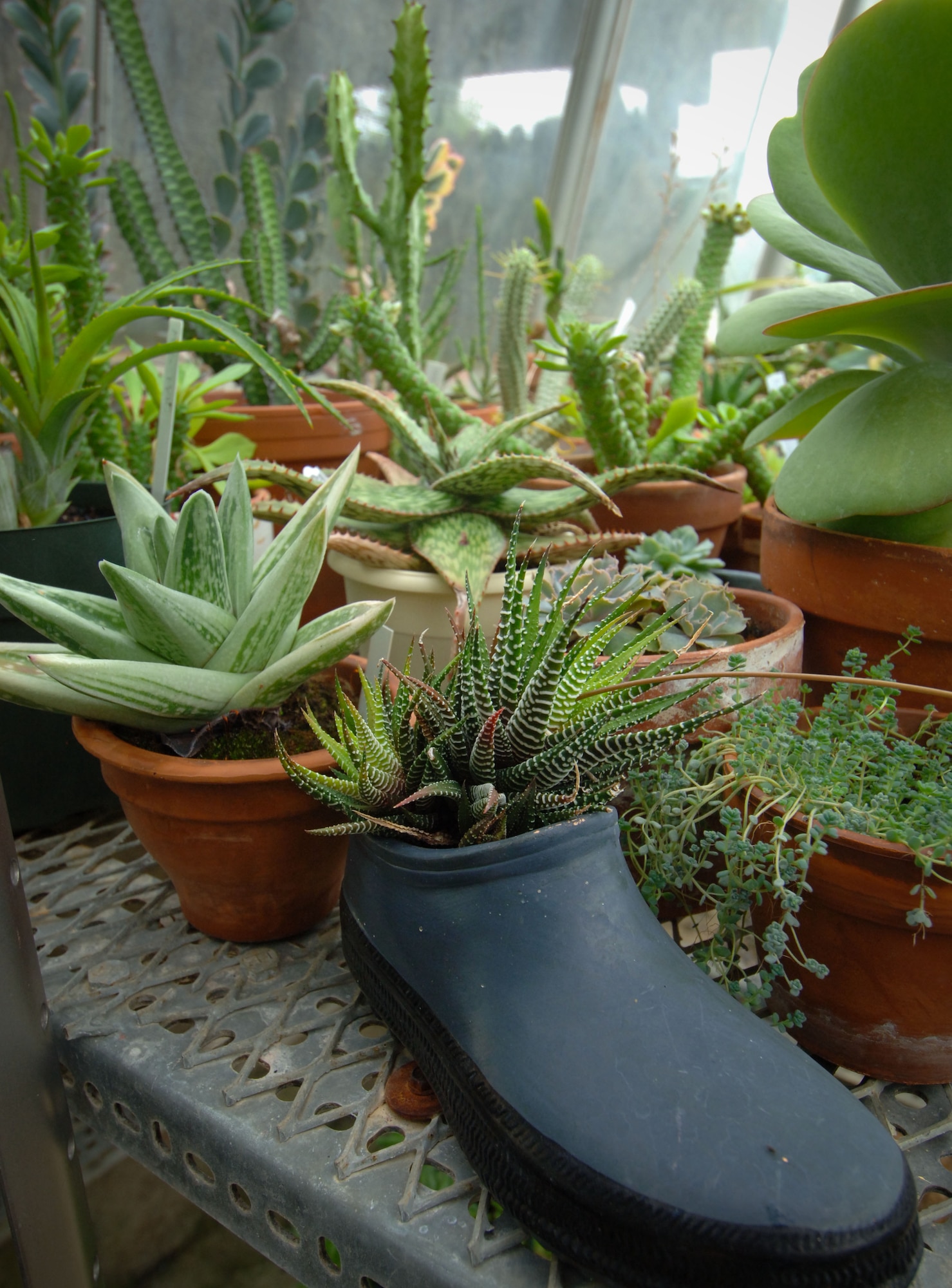 Some plants thrive in unusual, recycled containers such as a shoe. (U.S. Air Force photo by Melanie Rodgers Cox)