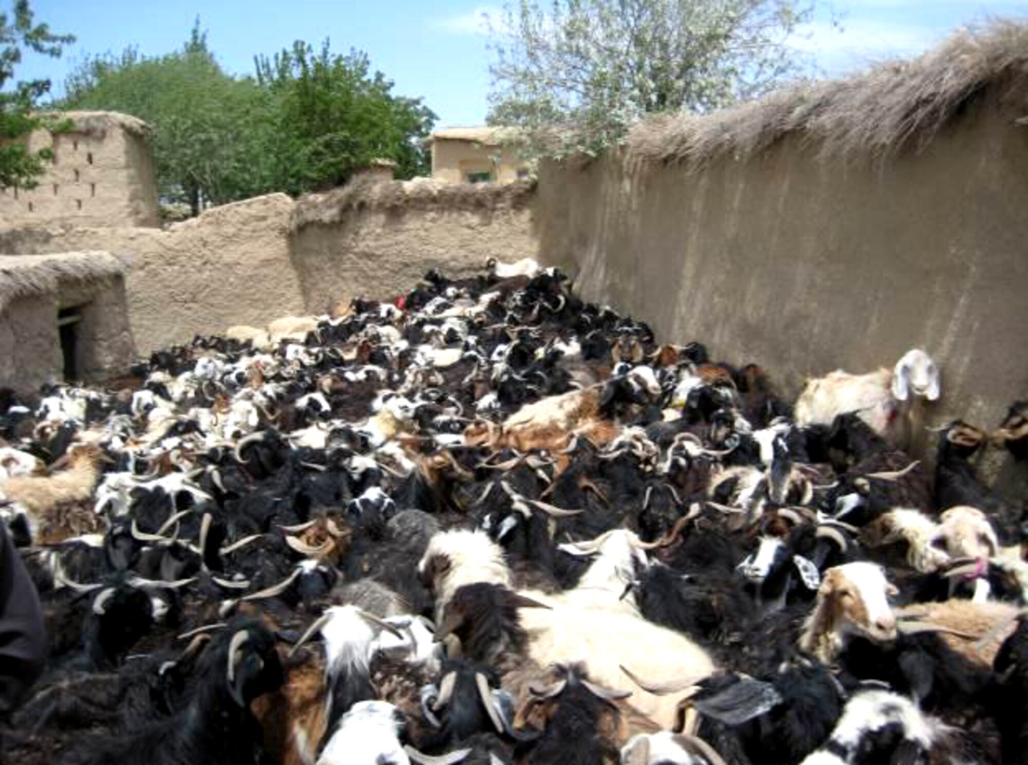 Dozens of animals are corralled at a small village in Southern Zabul Province. Nearly 1,500 animals were treated for worms and other infections during the Team Zabul Veterinarian Medical Outreach mission. (Air Force/Capt. William Errico)