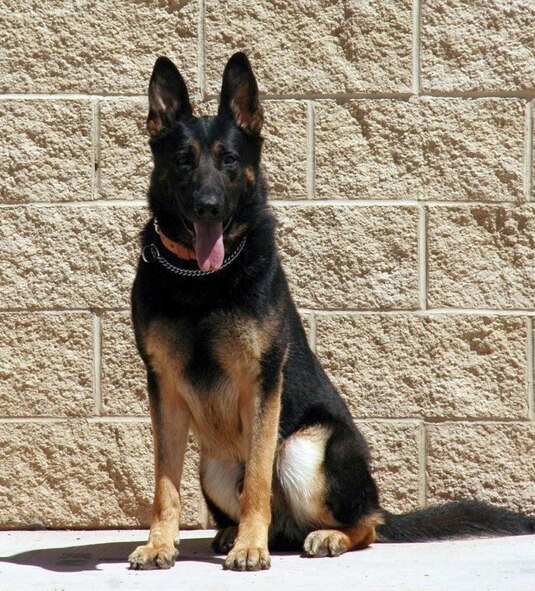 Uro, 49th Security Forces Squadron Military Working Dog, stationed at Holloman Air Force Base, N.M. A memorial service honoring his service took place May 1 in Heritage Park on Holloman. (U.S.Air Force photo provided by 49th Security Forces Squadron)