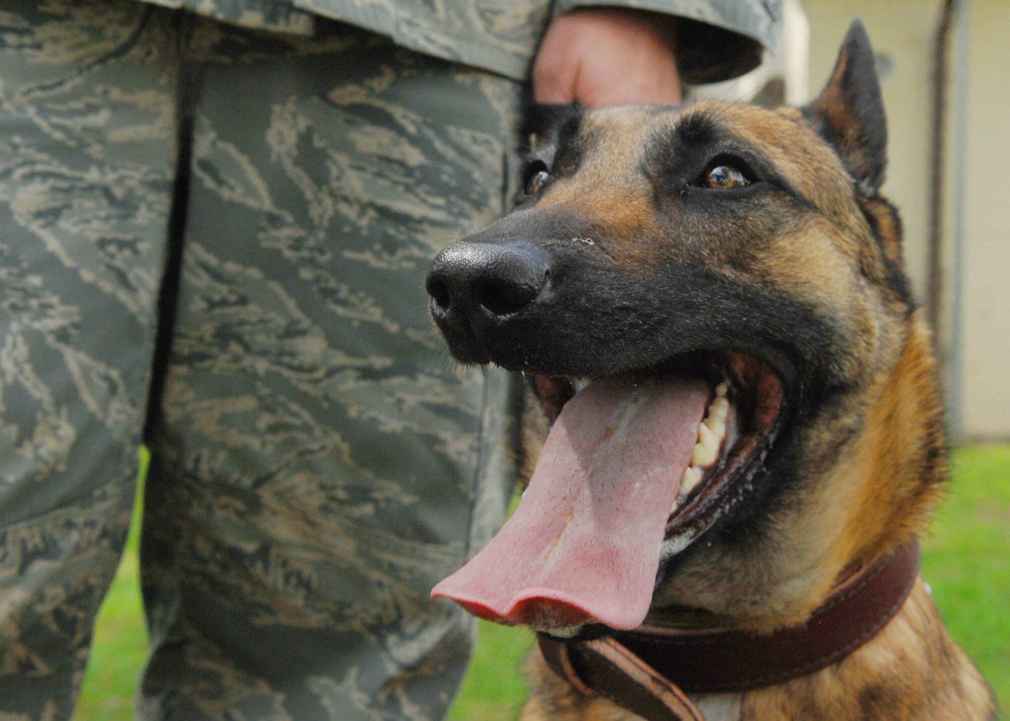 SPANGDAHLEM AIR BASE, Germany – Katya, 52nd Security Forces Squadron working dog, relaxes after participating in aggression training with her handler, Staff Sgt. Justin Aycock. Katya is a Belgian Malinois. The Belgian Malinois is one of the most well-known of the Belgian breeds, having gained recognition in the armed forces and with police units as a dog that is a great drug, narcotic and bomb detector. (U.S. Air Force photo by Airman 1st Class Nicholas Wilson)