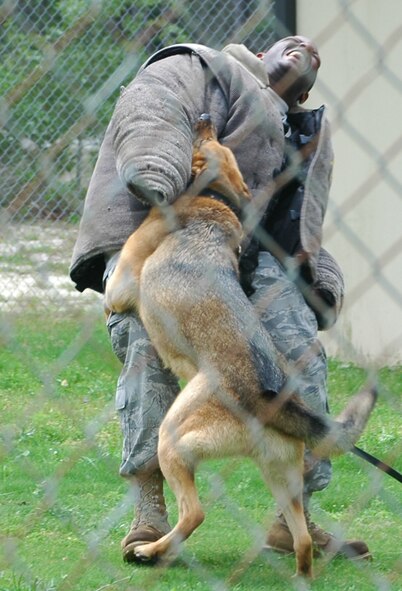 Staff Sgt. Johnathon Winters, 325th Security Forces Squadron military working dog trainer, is attacked by Ciro, a 7-year-old German shepherd, during a demonstration of the dog's prowess May 5 at Tyndall Air Force Base, Fla. The demonstration served as a reward for good behavior for 10 youths involved with the juvenile delinquency program, Liberty Juvenile Unit for Specialized Treatment. (U.S. Air Force photo/Staff Sgt. Joshua Stevens) 