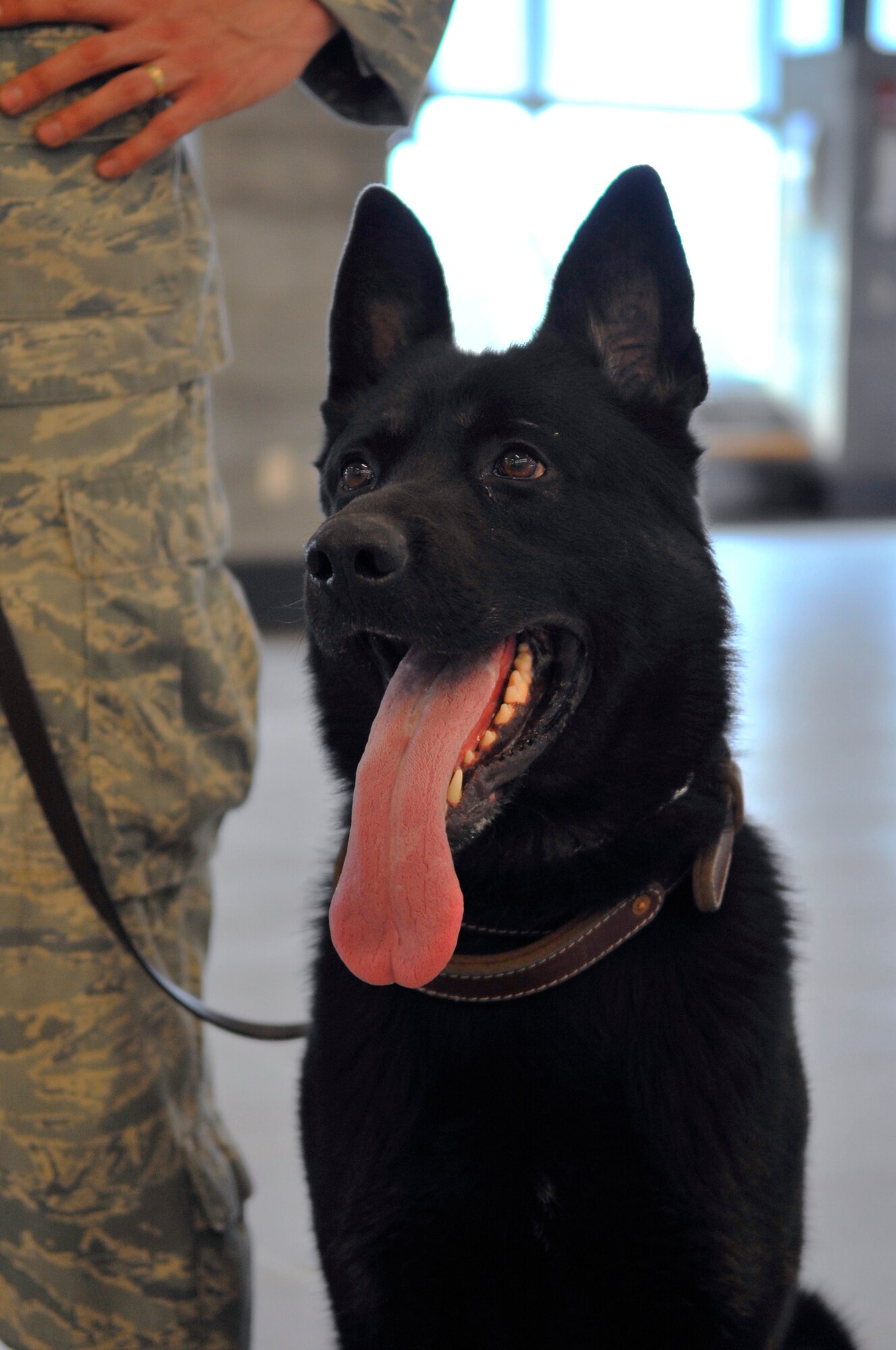 Benny, a military working dog, sits next to his handler, Staff Sgt. Robert Brown, after searching the new wing at the Fairbanks International Airport for explosives May 5, 2009. The new wing is open to the public use May 7. Sergeant Brown and Benny are a MWD team assigned to the 354th Security Forces Squadron, Eielson Air Force Base, Alaska. (U.S. Air Force photo/Staff Sgt. Christopher Boitz)